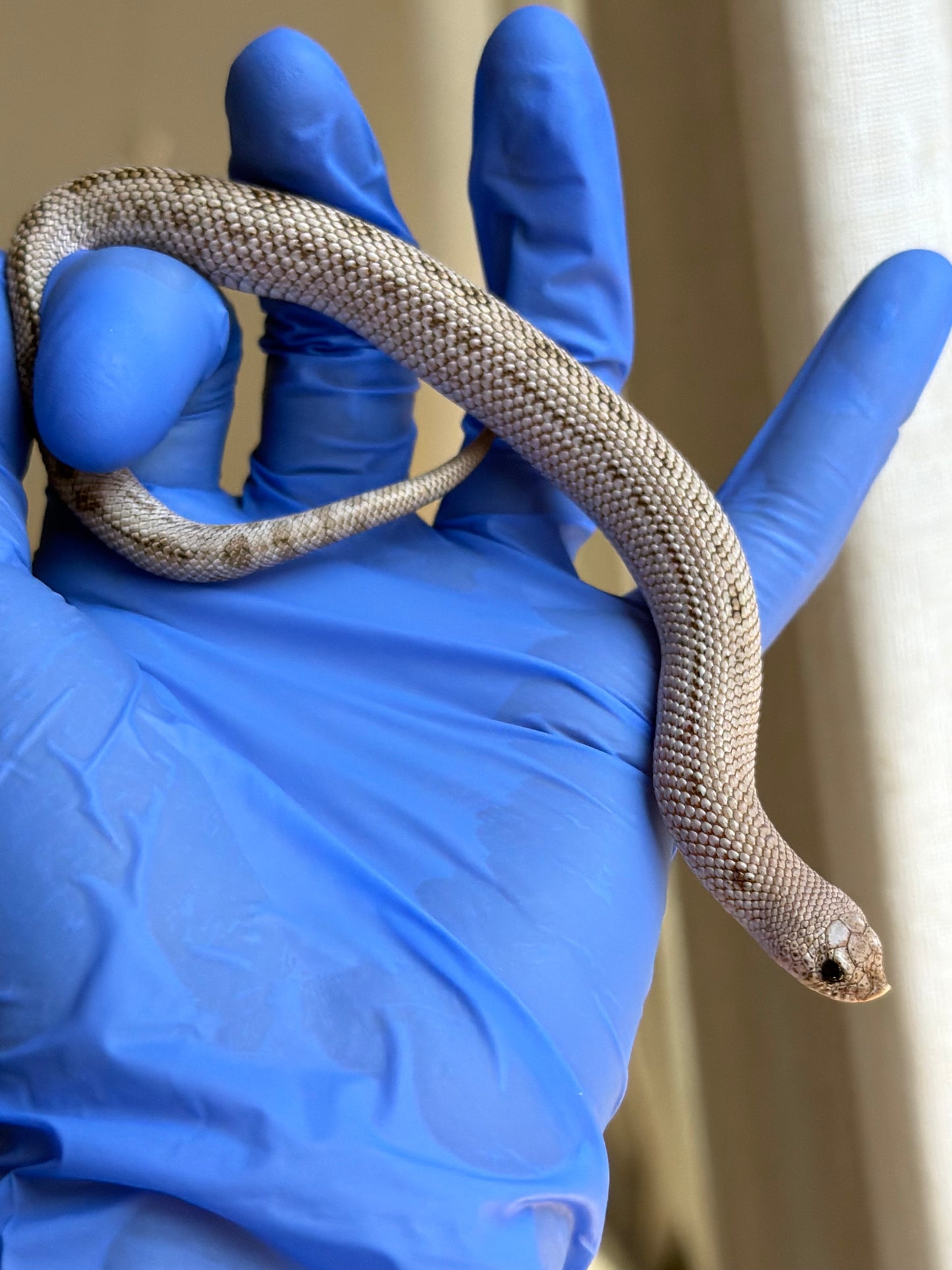 Arctic Skullface Conda 50%ph Sable