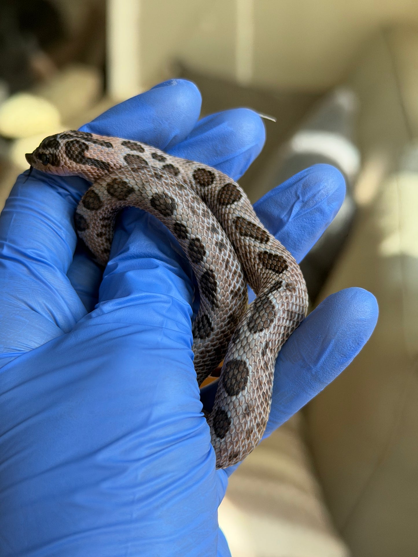 2025 超級北極紫貂康達66%ph白化 ♂ (H25145)