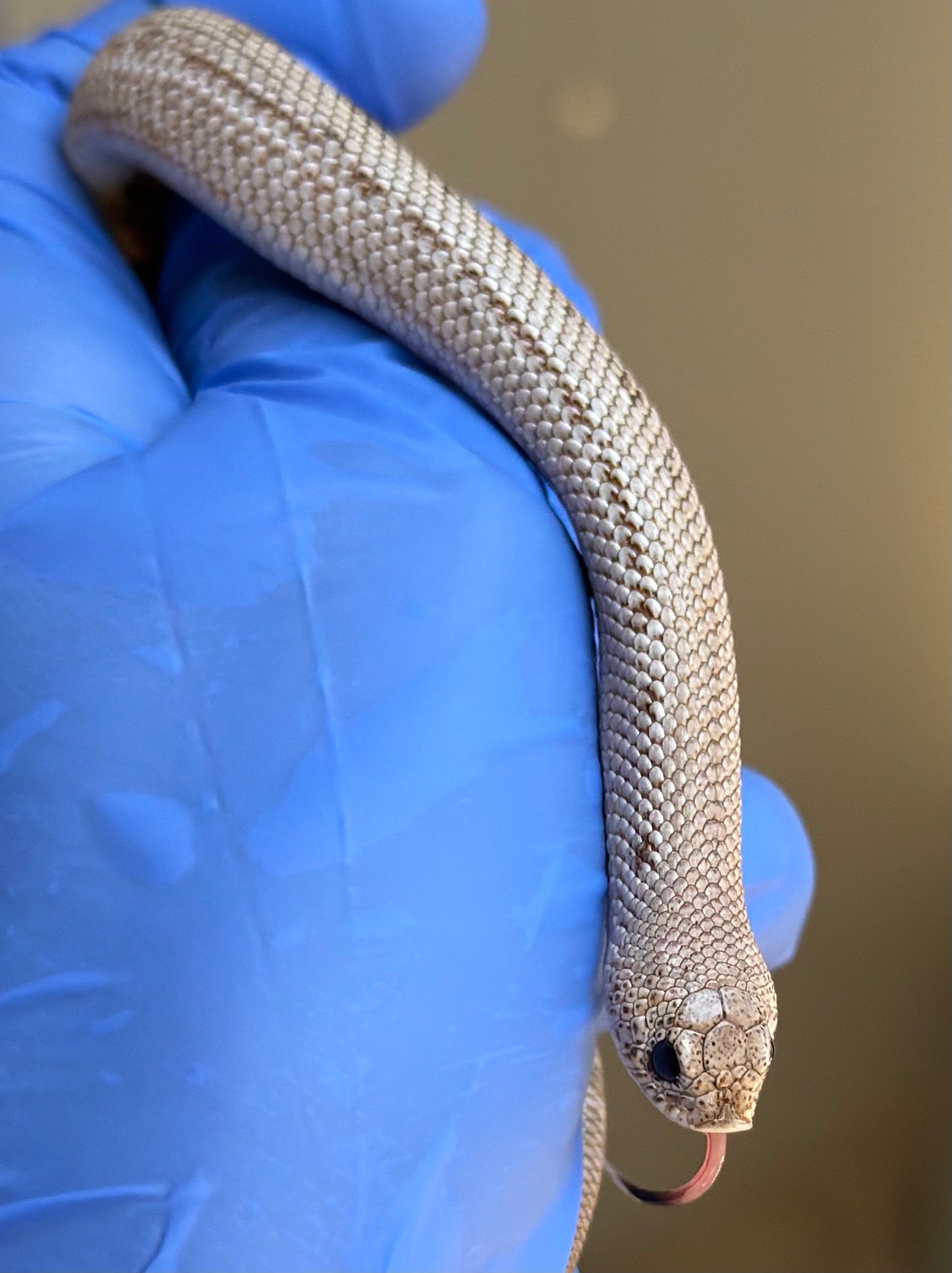 Arctic Skullface Conda 50%ph Sable