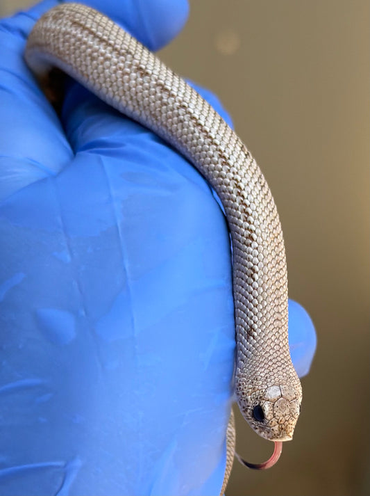 Arctic Skullface Conda 50%ph Sable