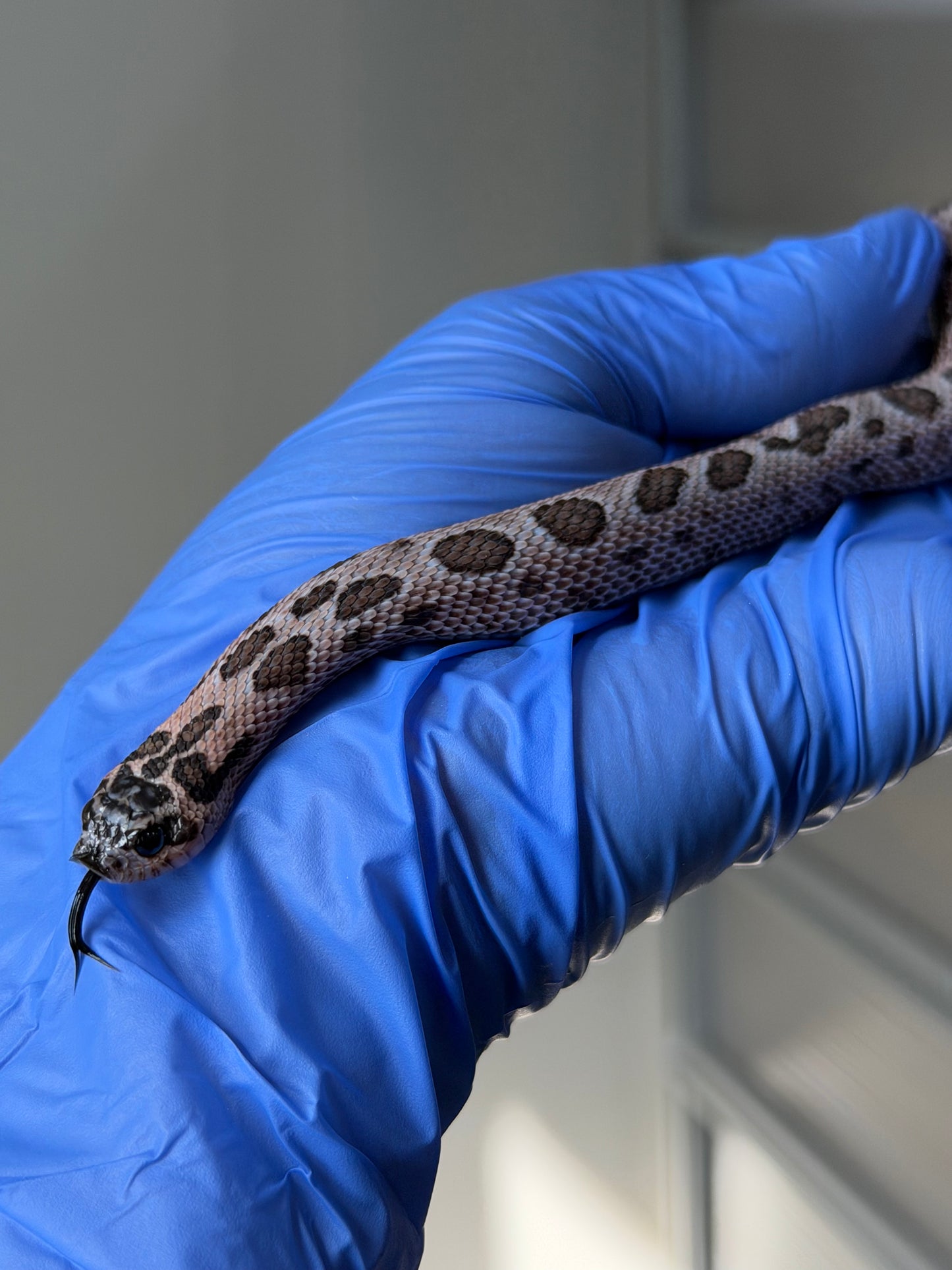 2025 超級北極紫貂康達66%ph白化 ♂ (H25145)