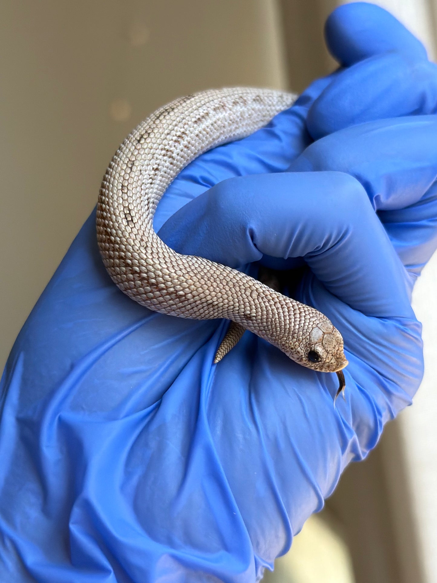 Arctic Skullface Conda 50%ph Sable