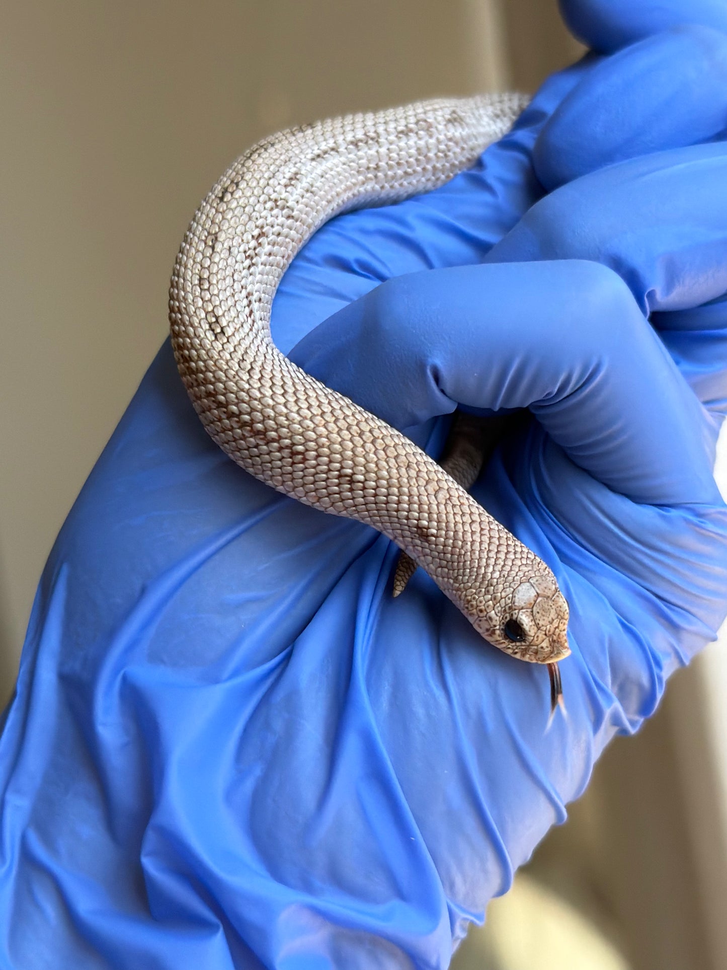 Arctic Skullface Conda 50%ph Sable