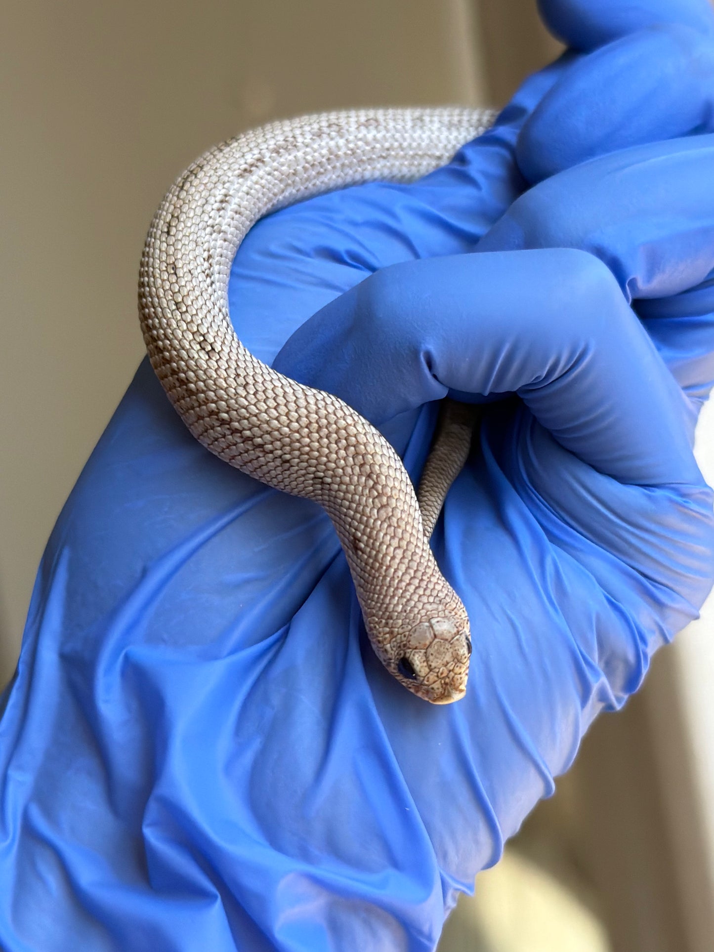 Arctic Skullface Conda 50%ph Sable