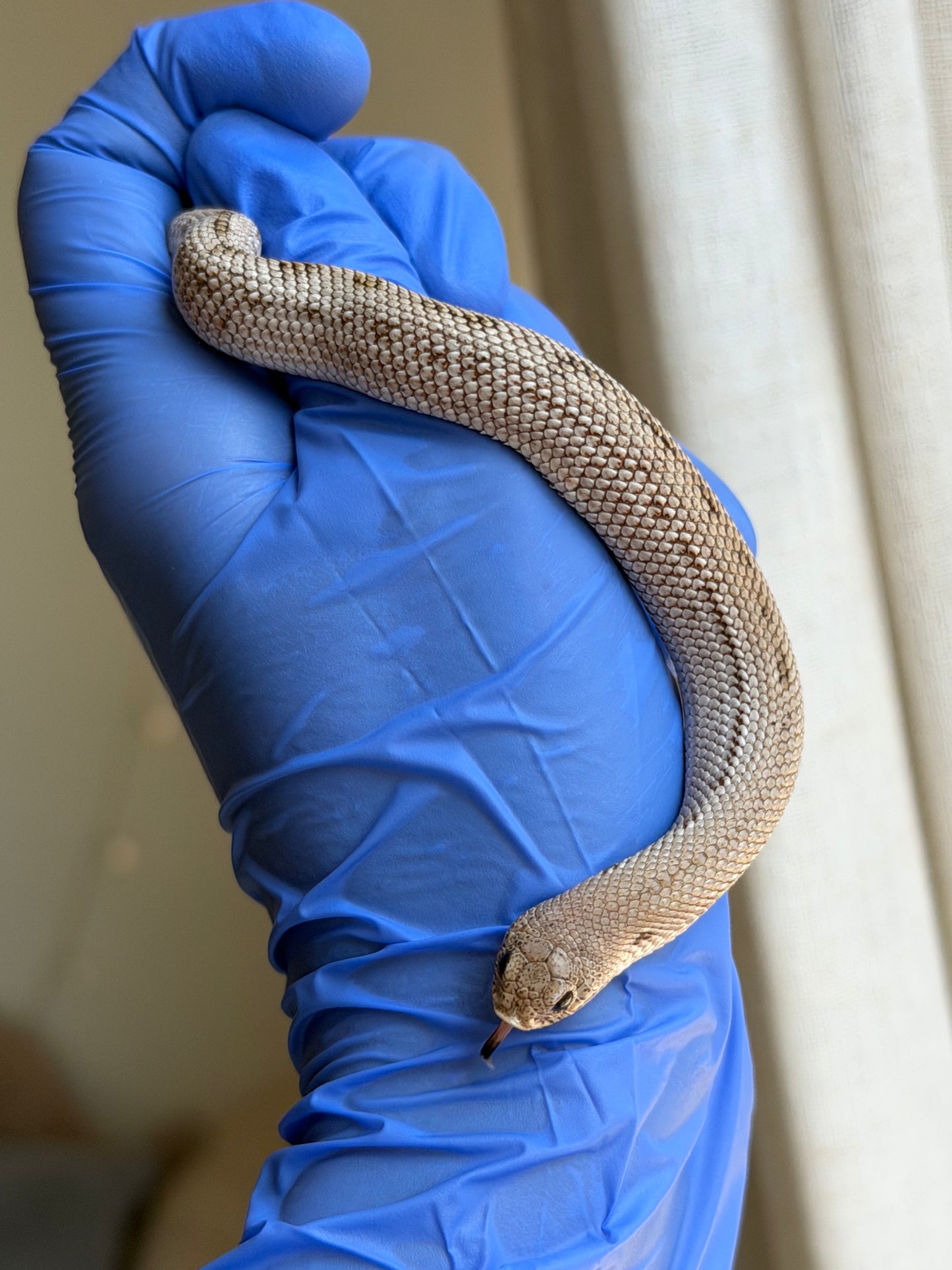 Arctic Skullface Conda 50%ph Sable