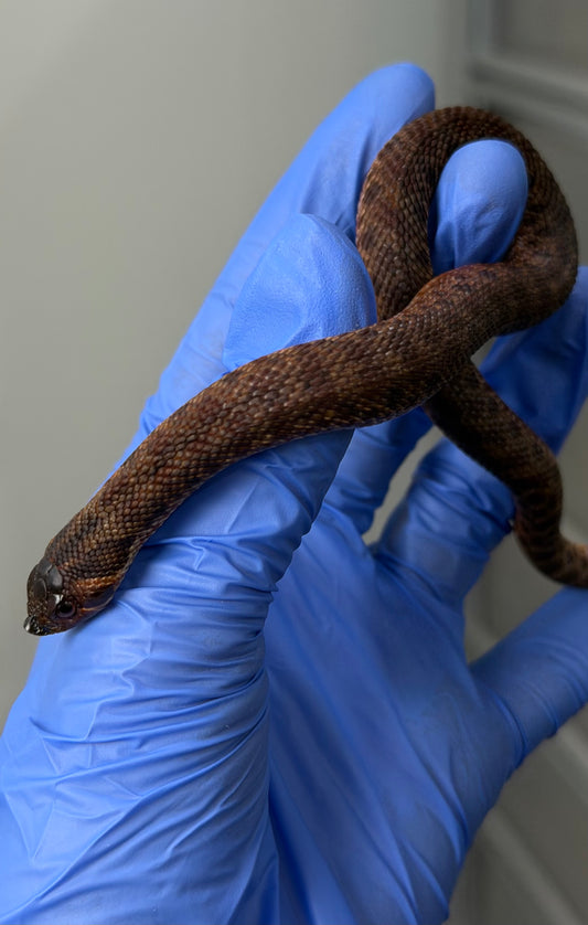 瑞士巧克力66%ph白化ph薰衣草