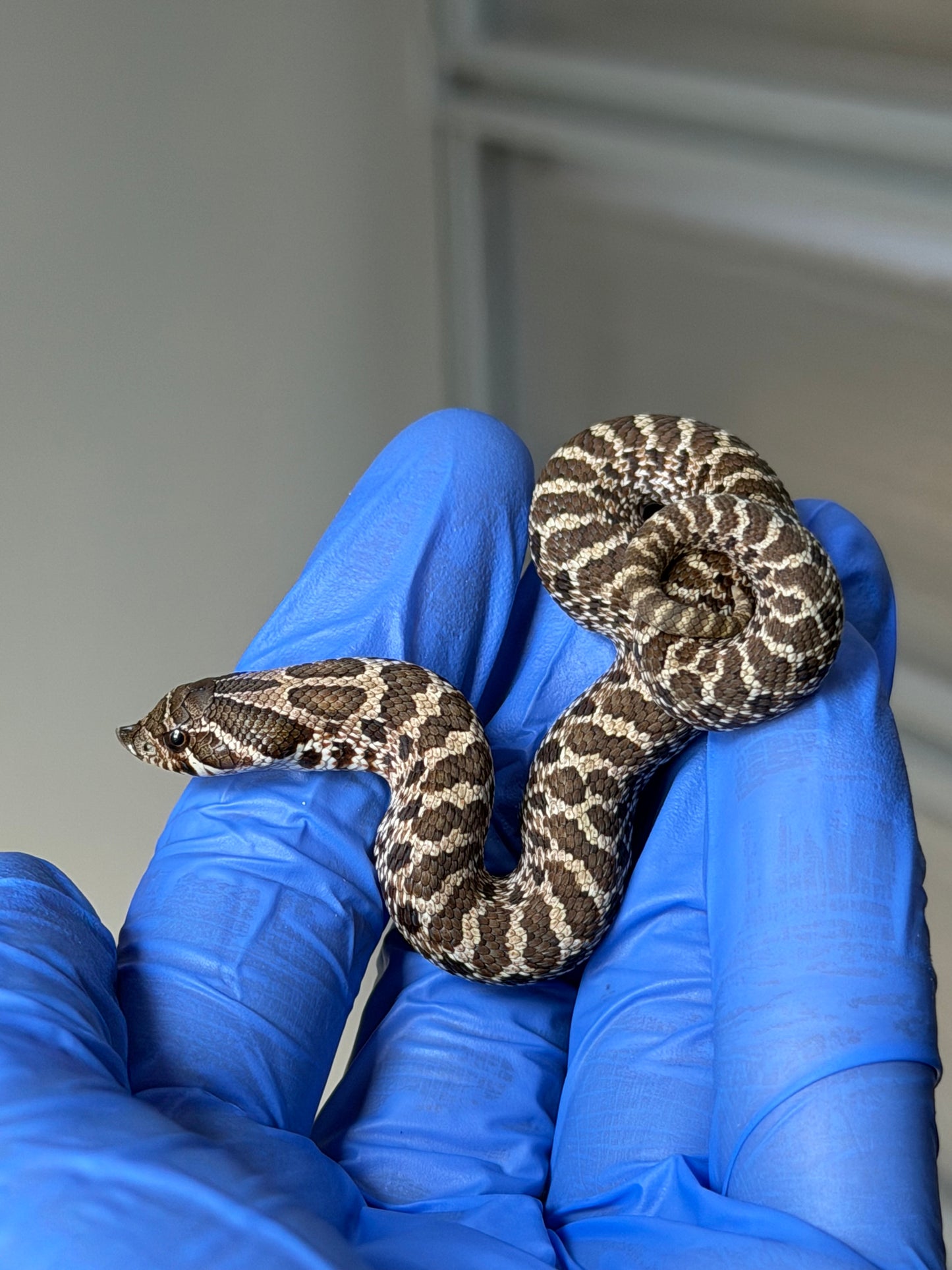 2025 原色Het雪爆 ♀ (H25488)