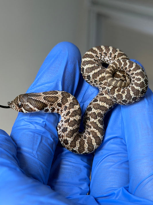 2025 原色Het雪爆 ♀ (H25488)