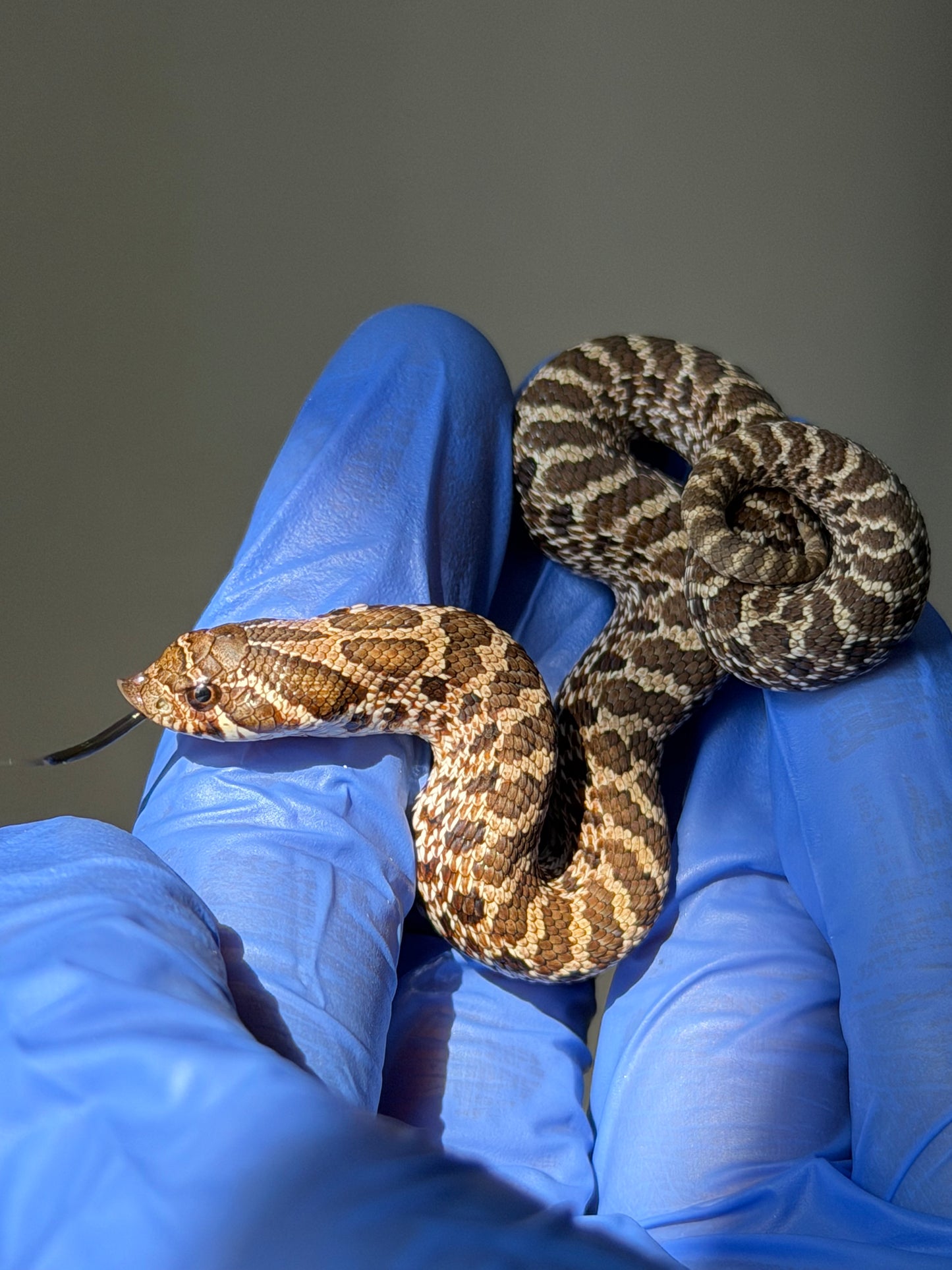 2025 原色Het雪爆 ♀ (H25488)