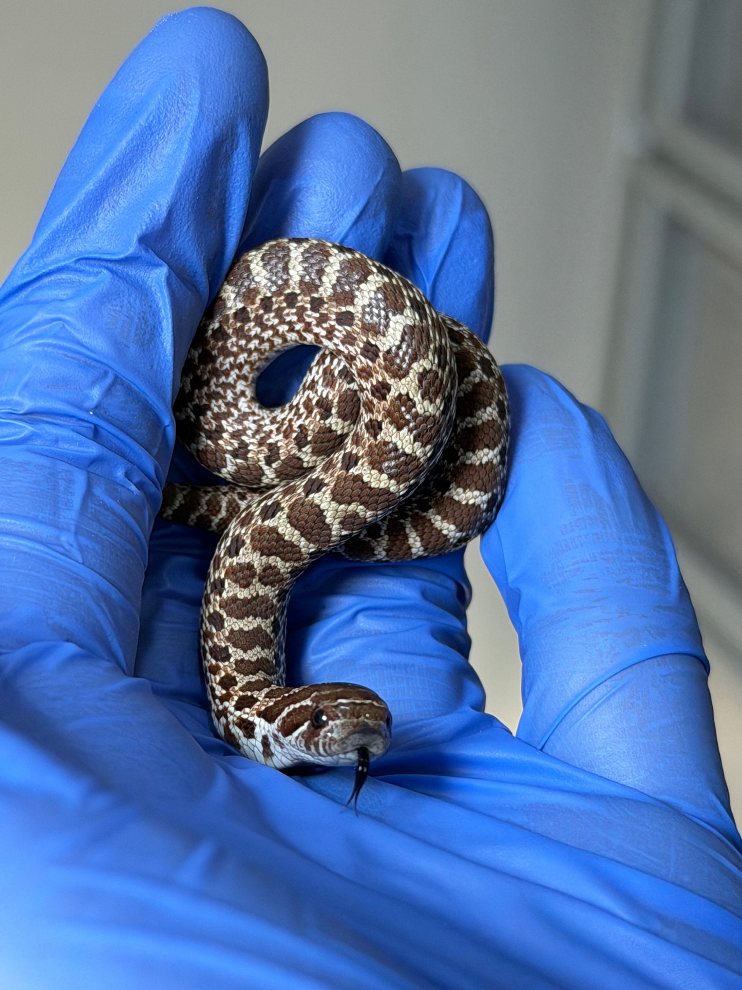 2025 原色Het雪爆 ♀ (H25489)