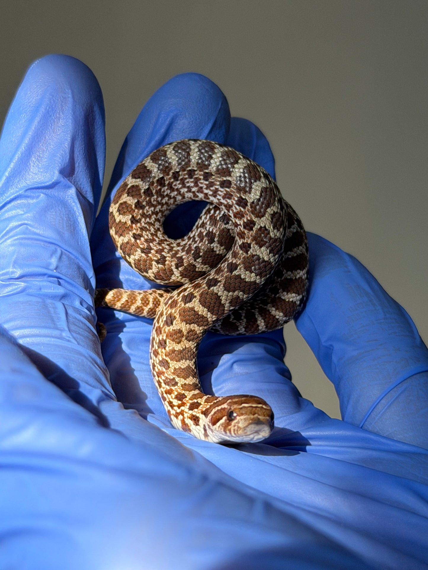 2025 原色Het雪爆 ♀ (H25489)