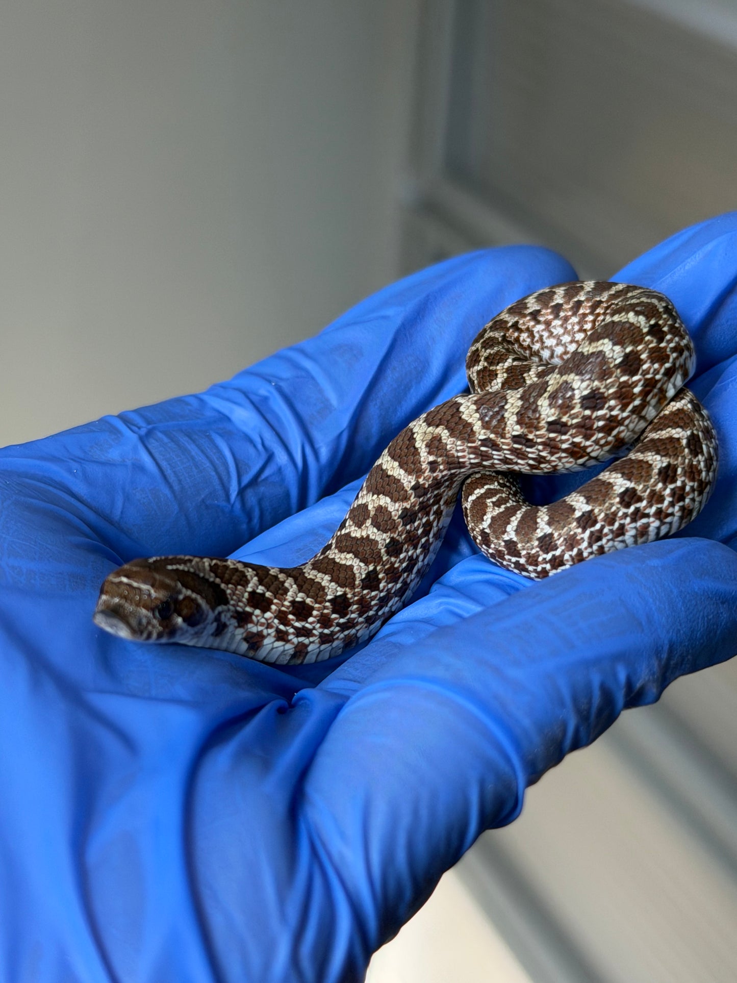 2025 原色Het雪爆 ♀ (H25489)