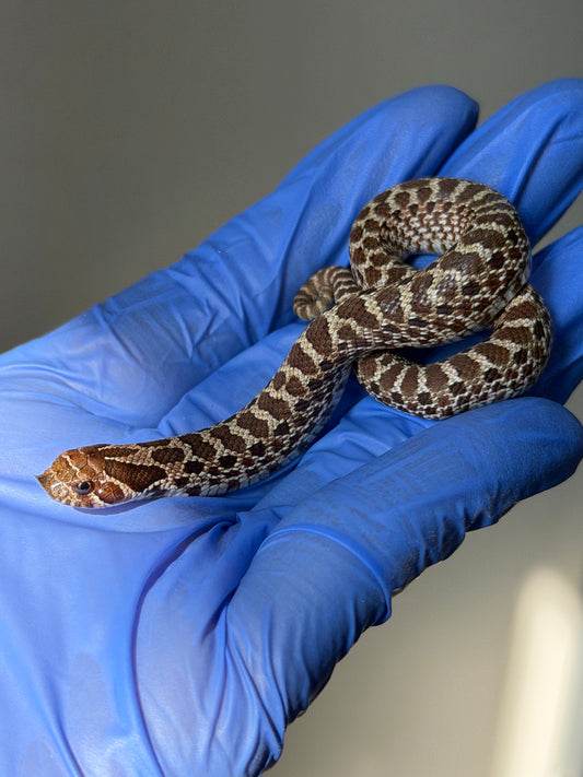 2025 原色Het雪爆 ♀ (H25489)