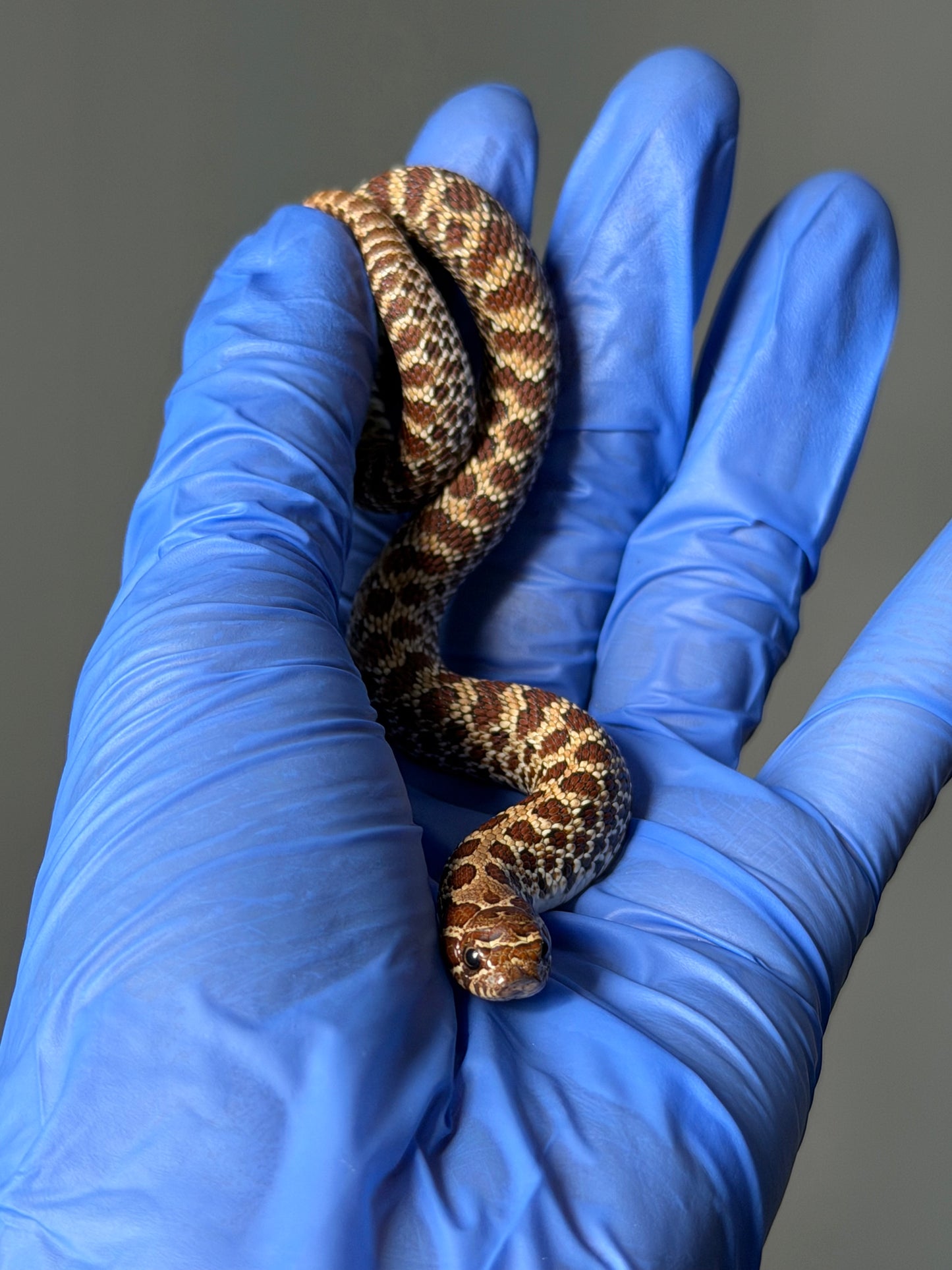 2025 原色Het幽靈 ♀ (H25475)