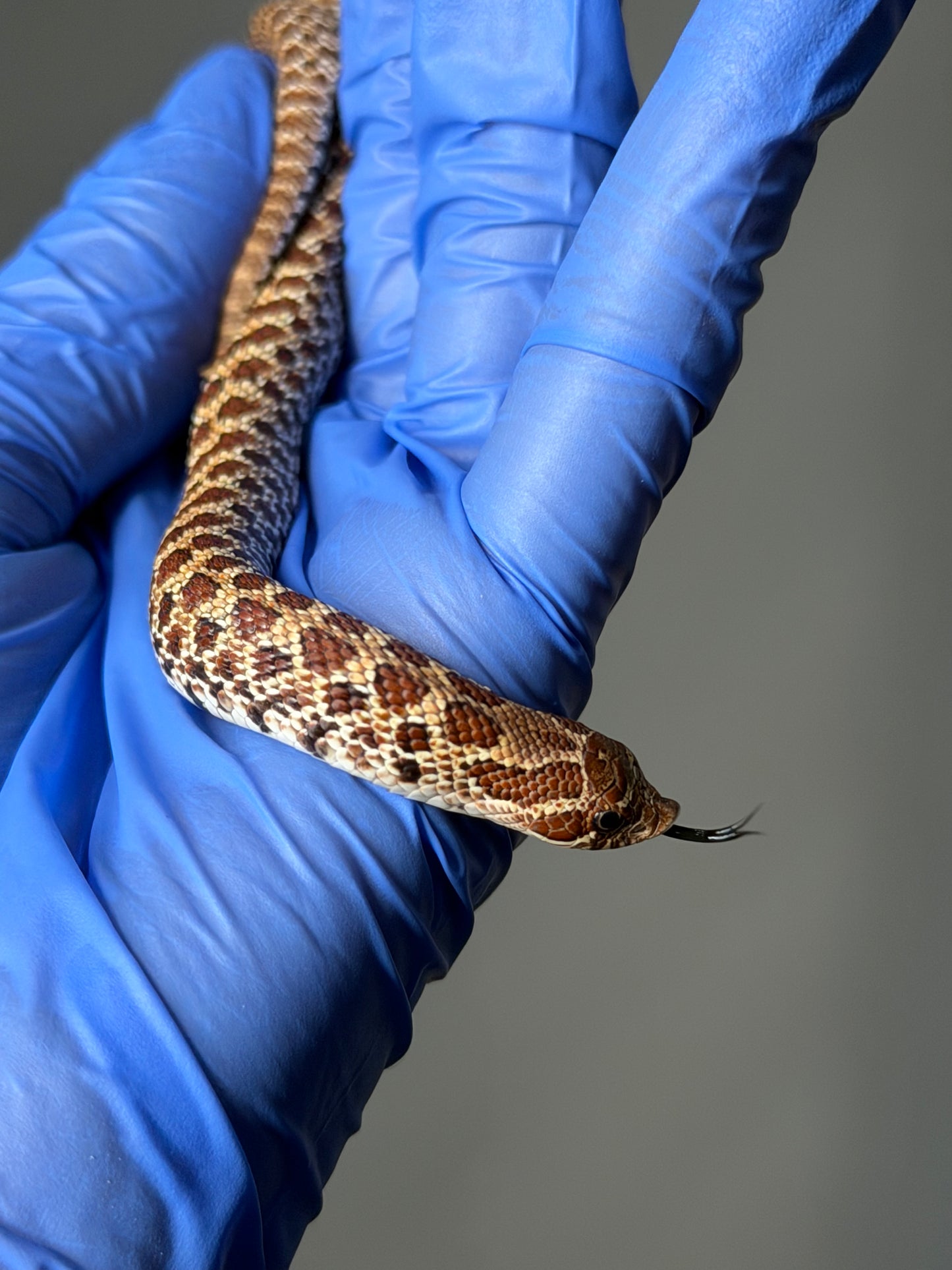 2025 原色Het幽靈 ♀ (H25475)