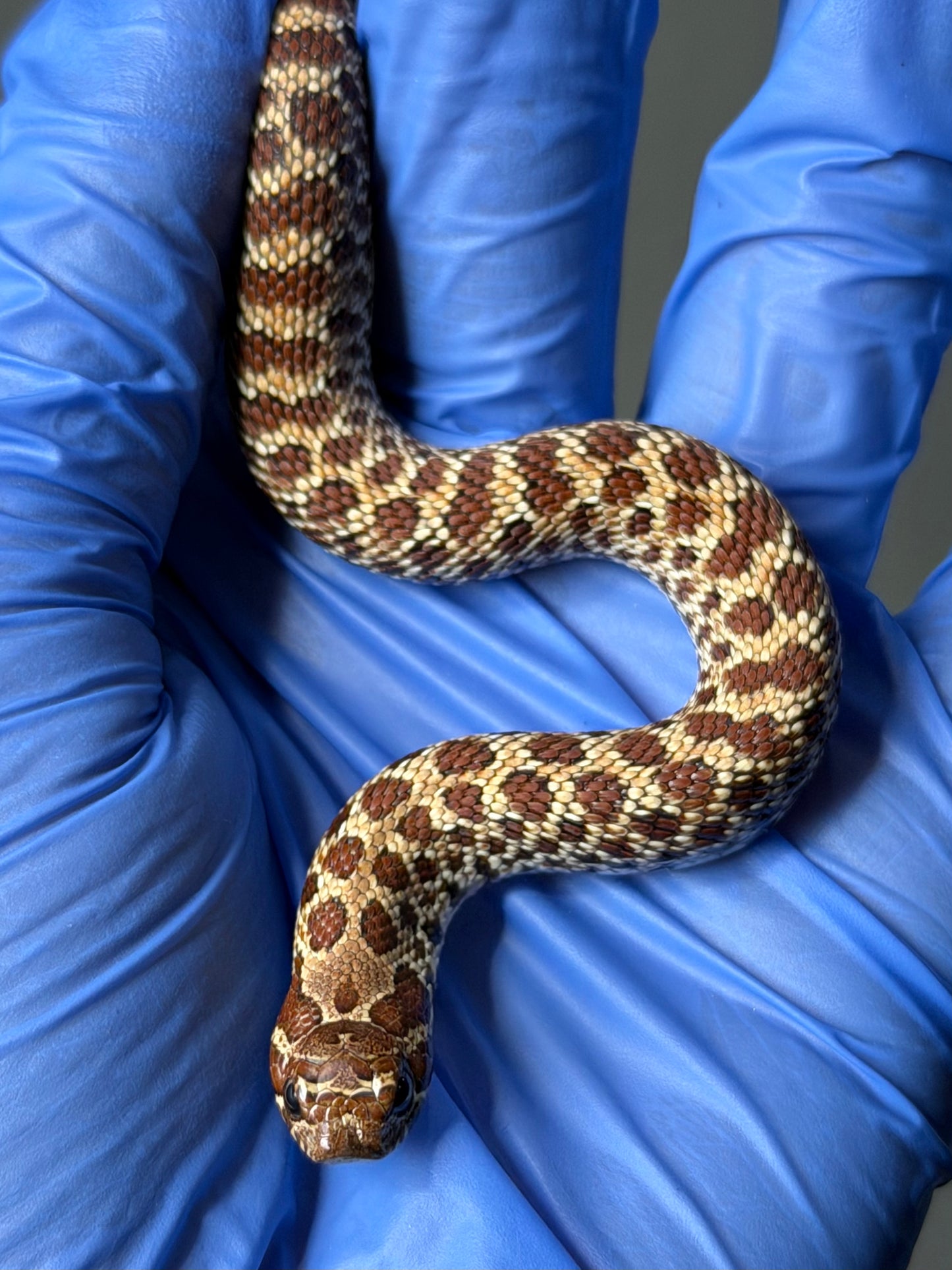 2025 原色Het幽靈 ♀ (H25475)