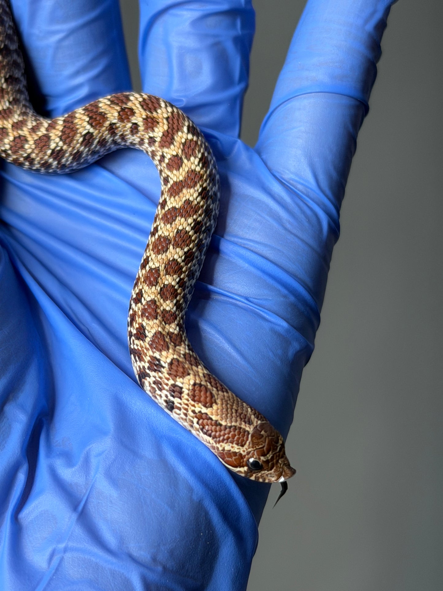 2025 原色Het幽靈 ♀ (H25475)