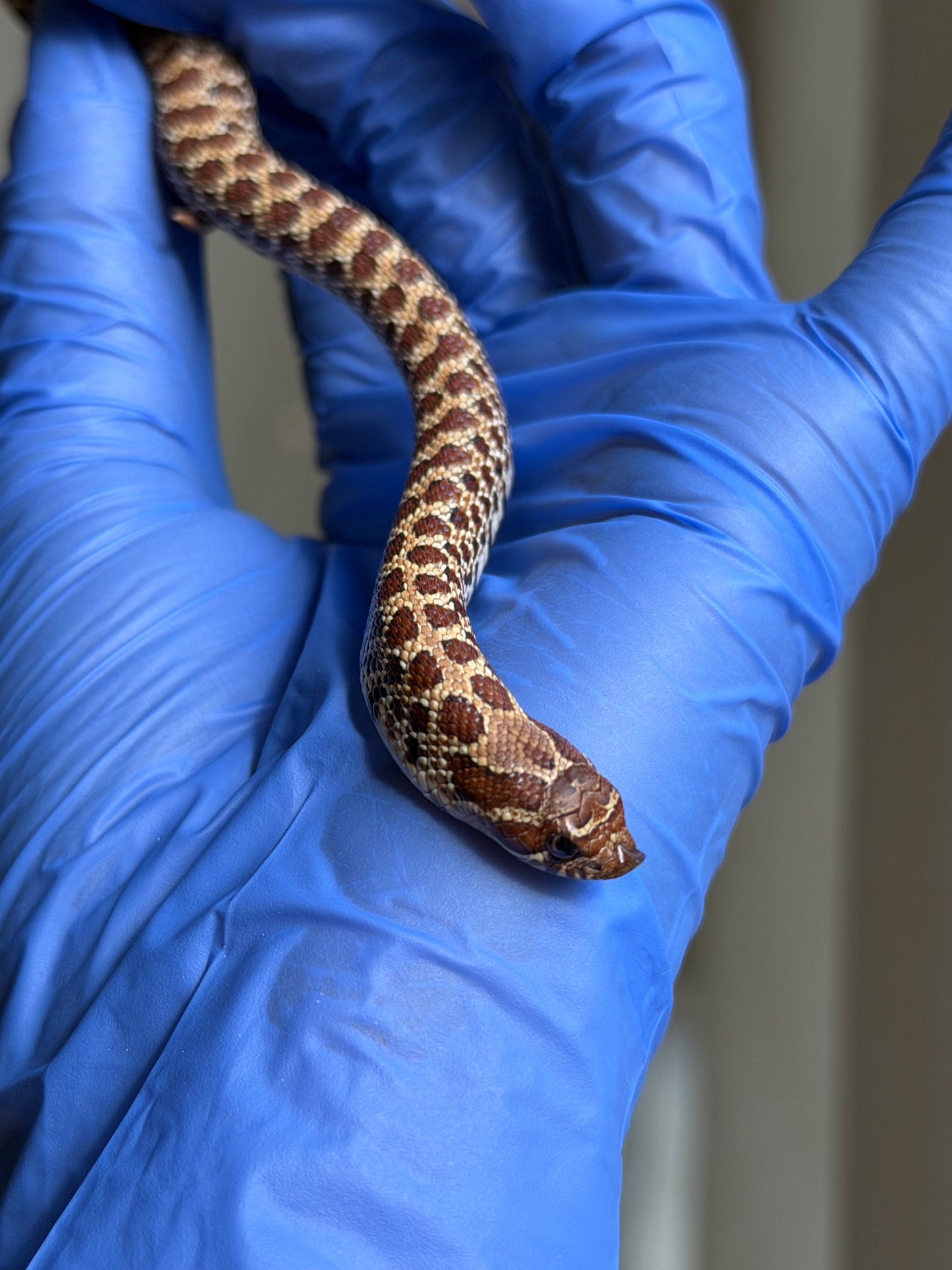 2025 原色Het幽靈 ♀ (H25475)