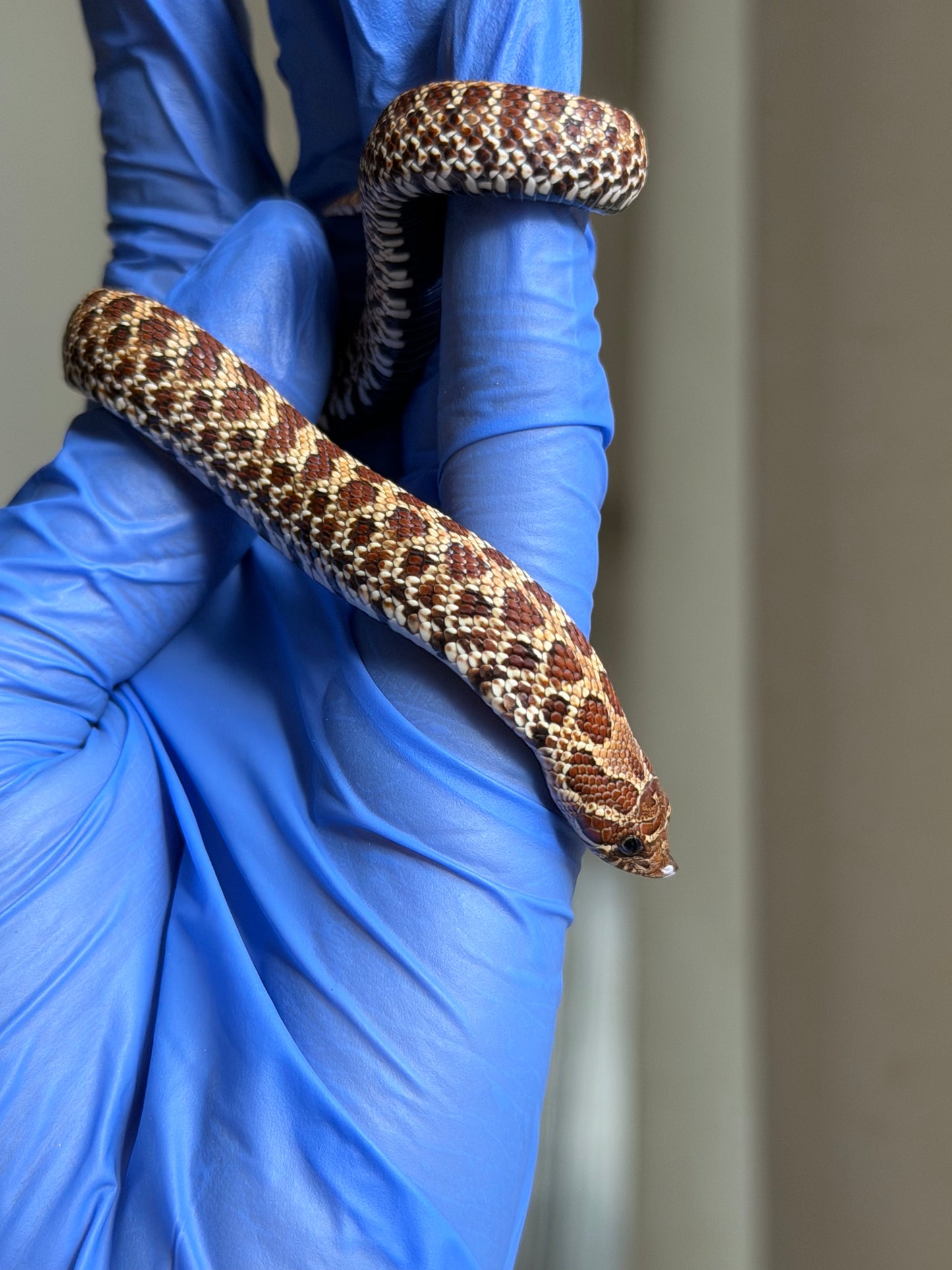 2025 原色Het幽靈 ♀ (H25475)