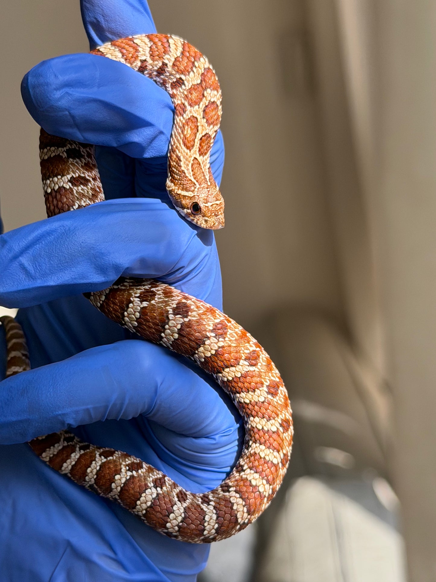 2025 紫紅極端紅X純血沃瑪Cross F1 ♀ (H25154)