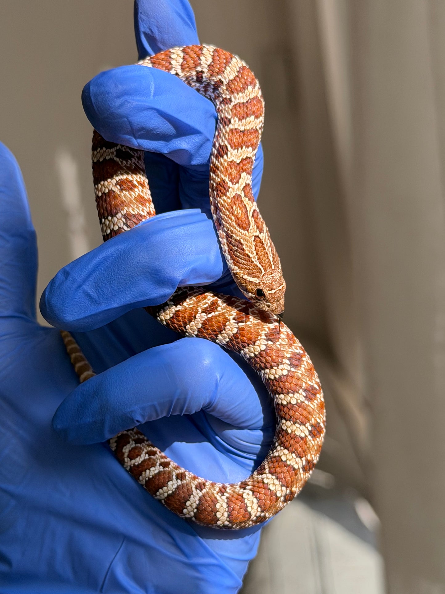 2025 紫紅極端紅X純血沃瑪Cross F1 ♀ (H25154)