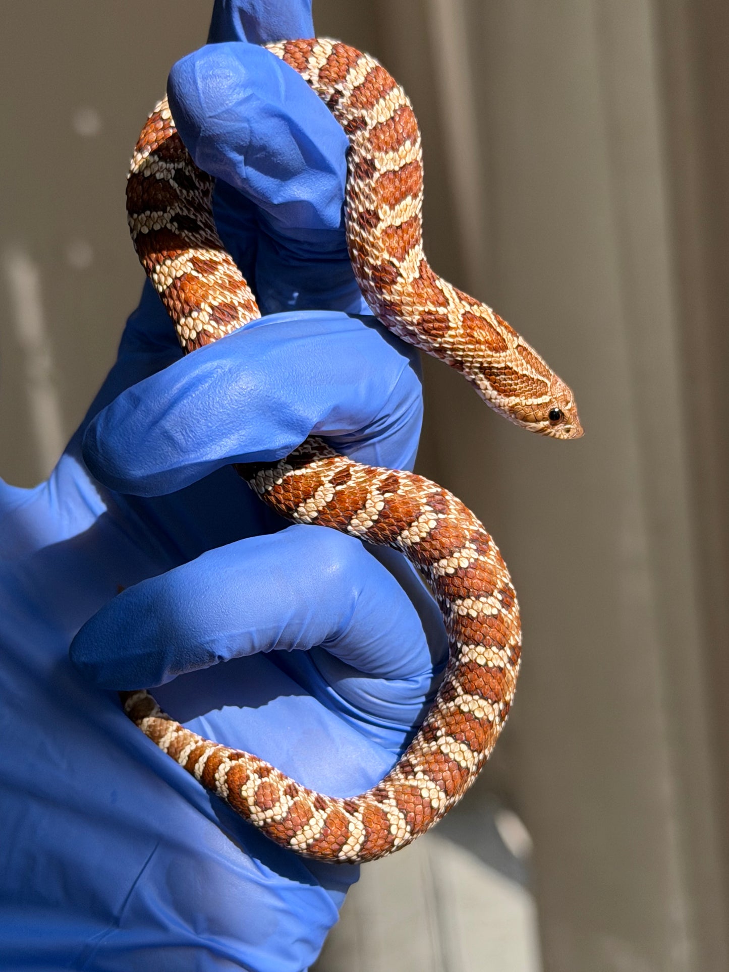 2025 紫紅極端紅X純血沃瑪Cross F1 ♀ (H25154)