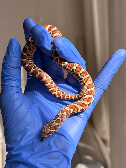 紫紅極端紅X純血沃瑪Cross F1