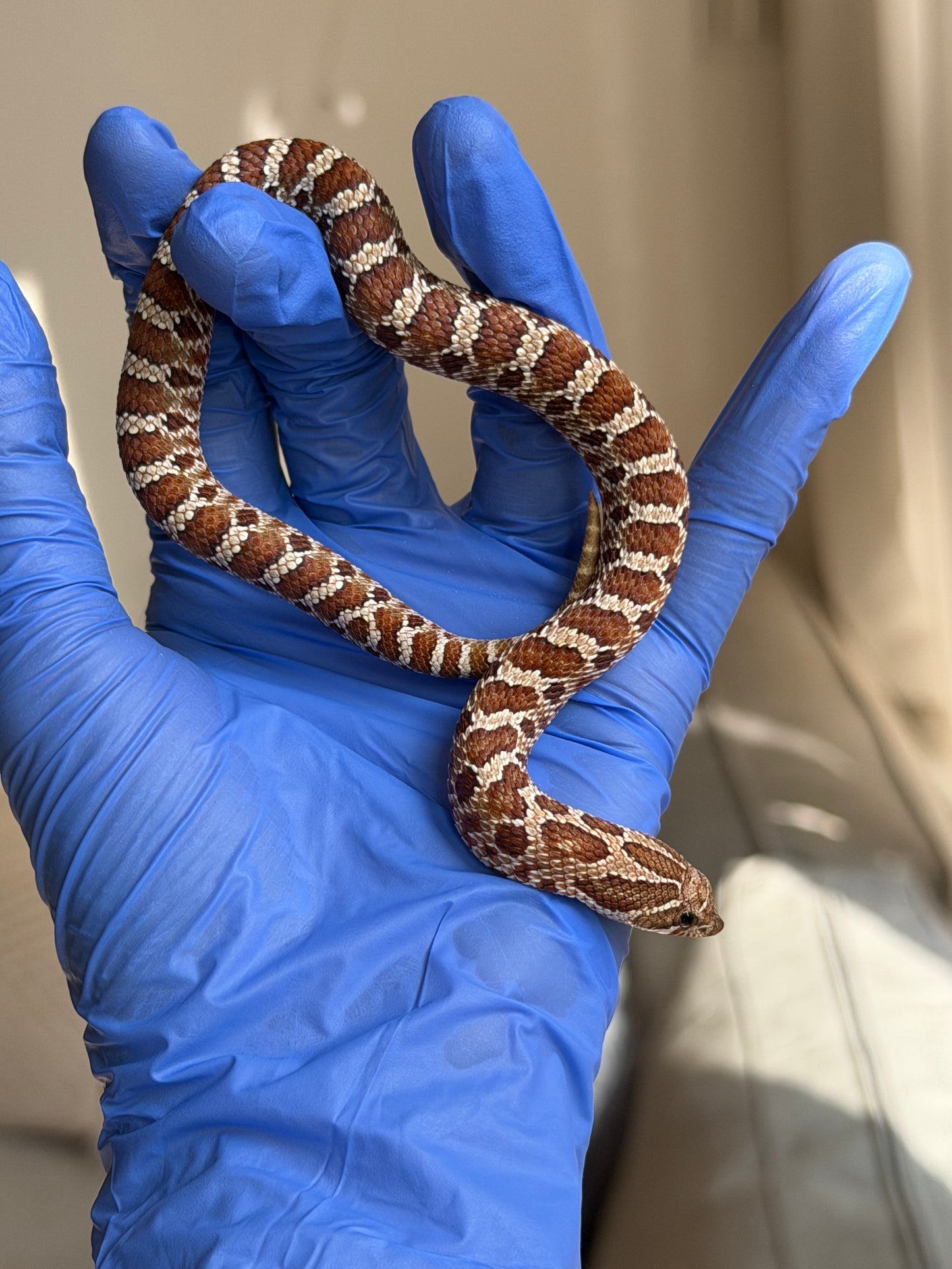 2025 紫紅極端紅X純血沃瑪Cross F1 ♀ (H25154)