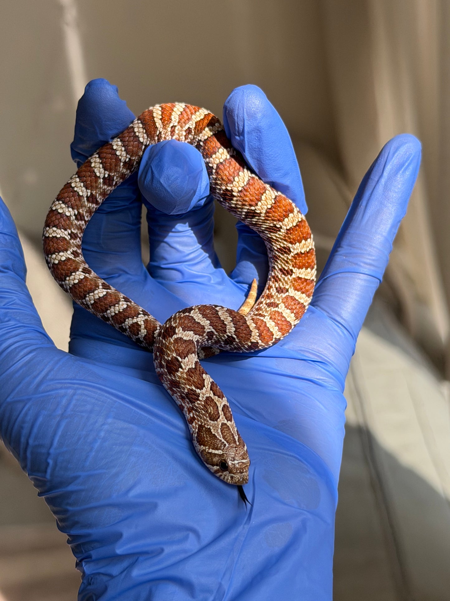 2025 紫紅極端紅X純血沃瑪Cross F1 ♀ (H25154)