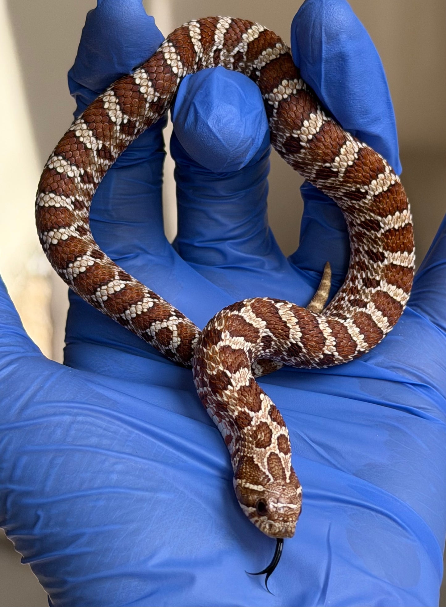 2025 紫紅極端紅X純血沃瑪Cross F1 ♀ (H25154)