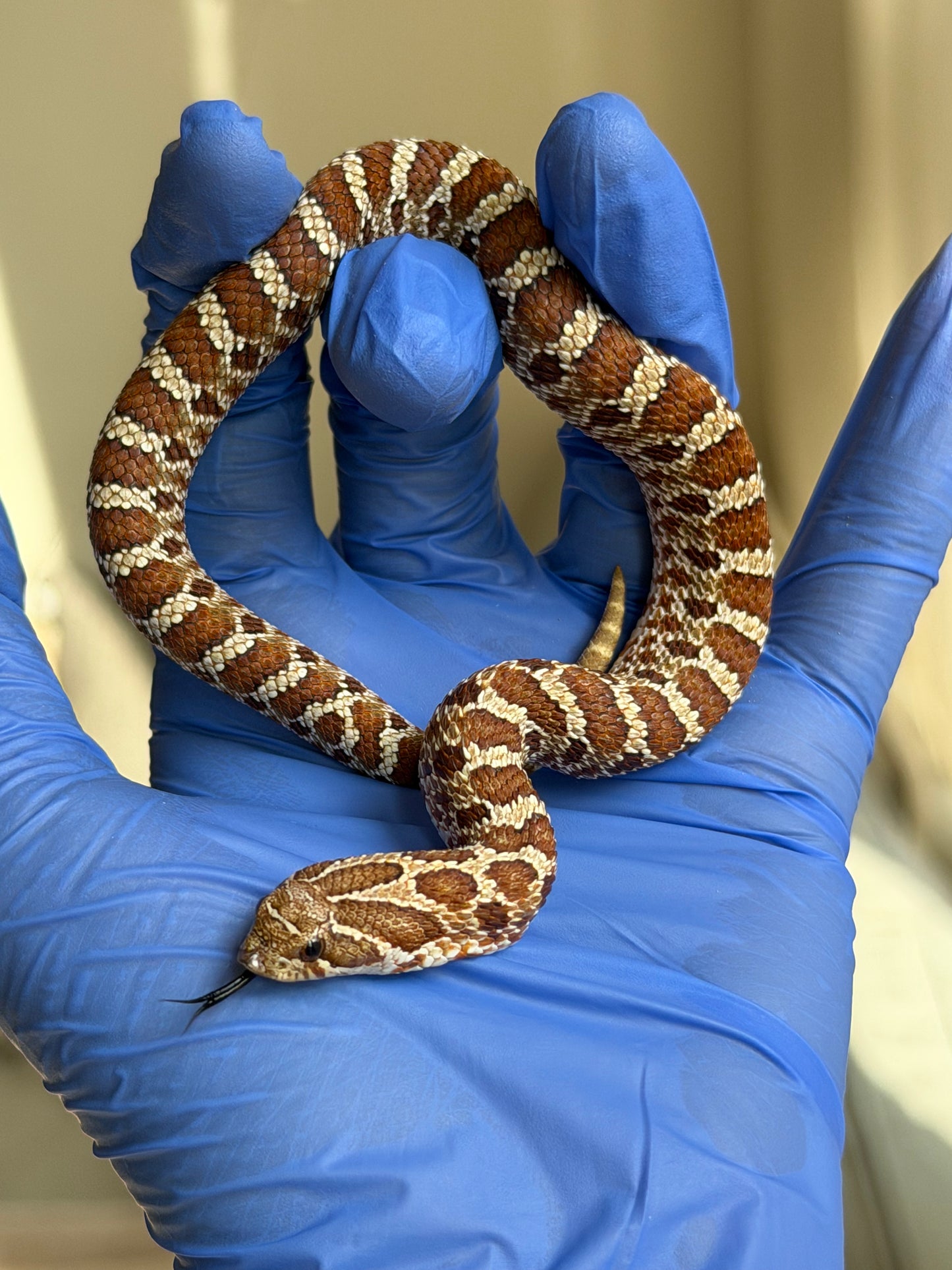 2025 紫紅極端紅X純血沃瑪Cross F1 ♀ (H25154)