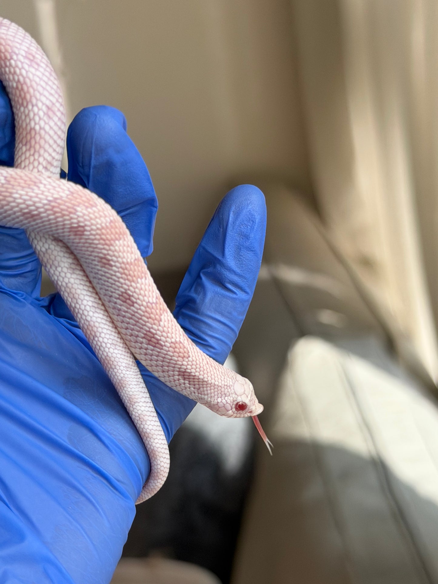 2025 雪白康達 ♂ (H25290)