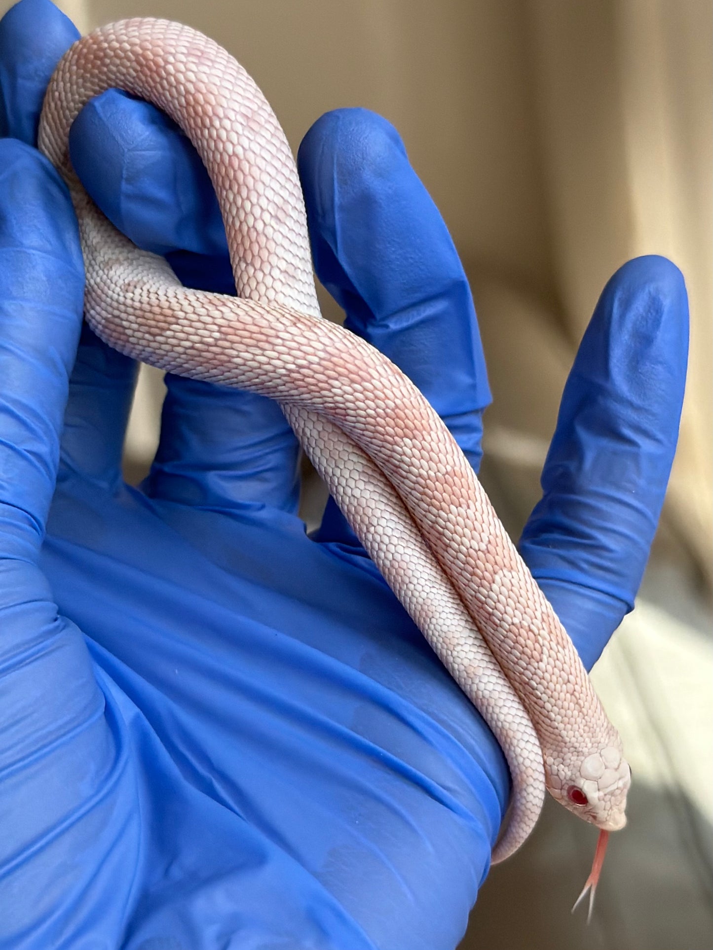 2025 雪白康達 ♂ (H25290)