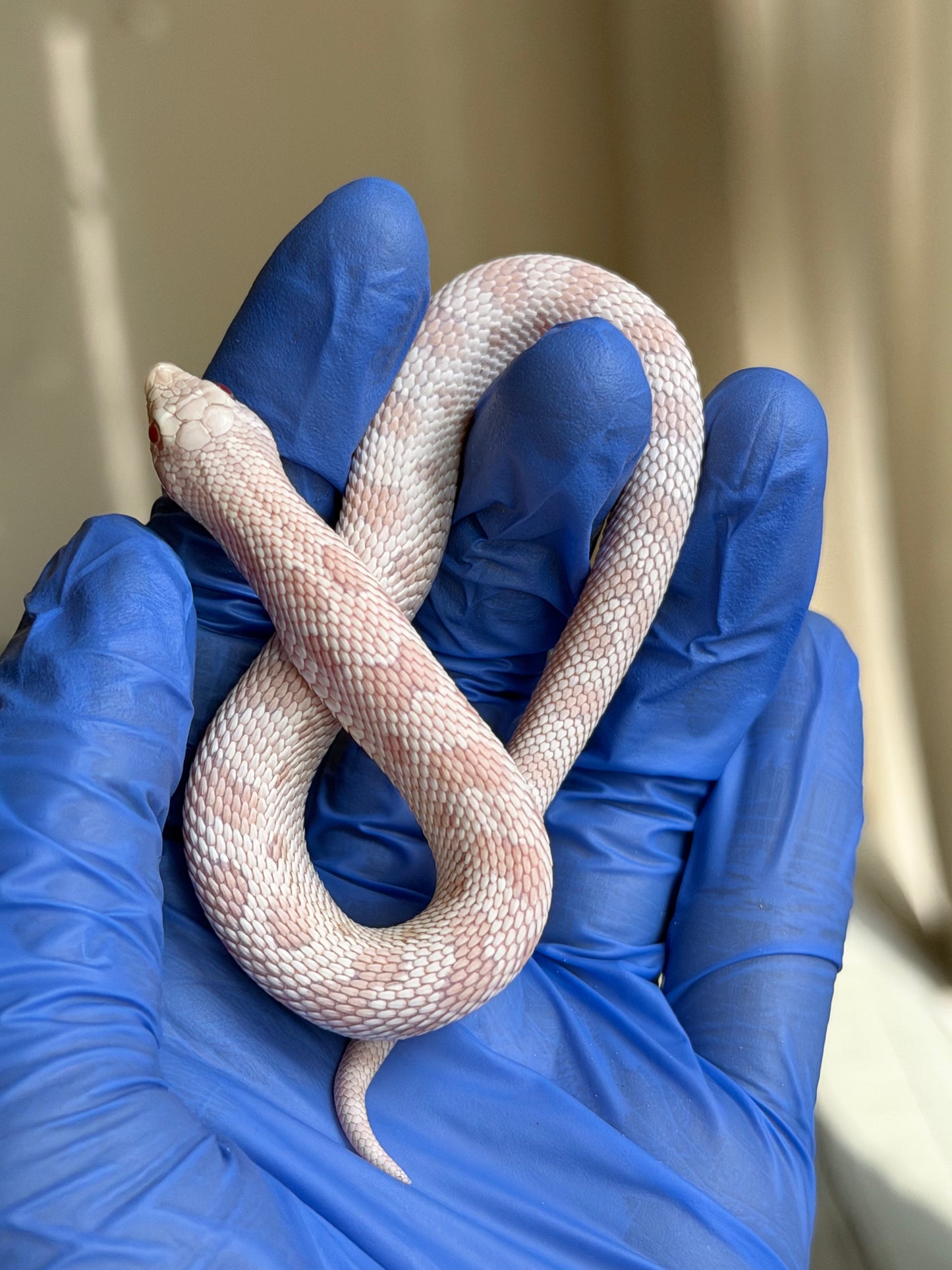 2025 雪白康達 ♂ (H25290)