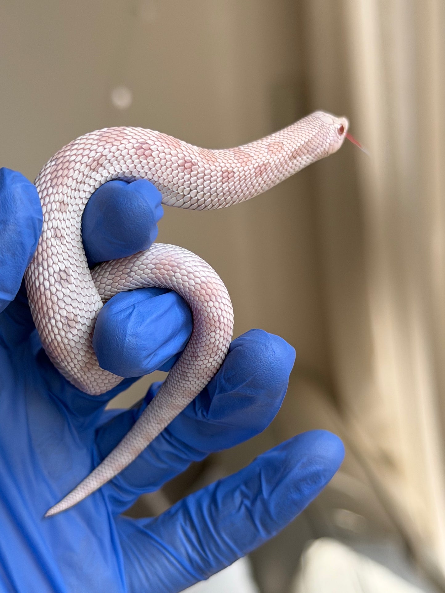 2025 雪白康達 ♂ (H25290)