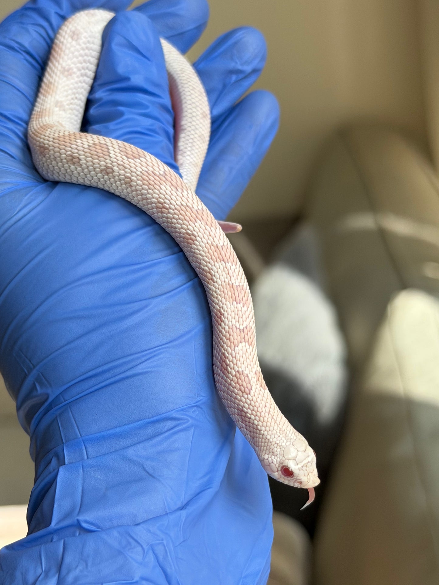 2025 雪白康達 ♂ (H25290)