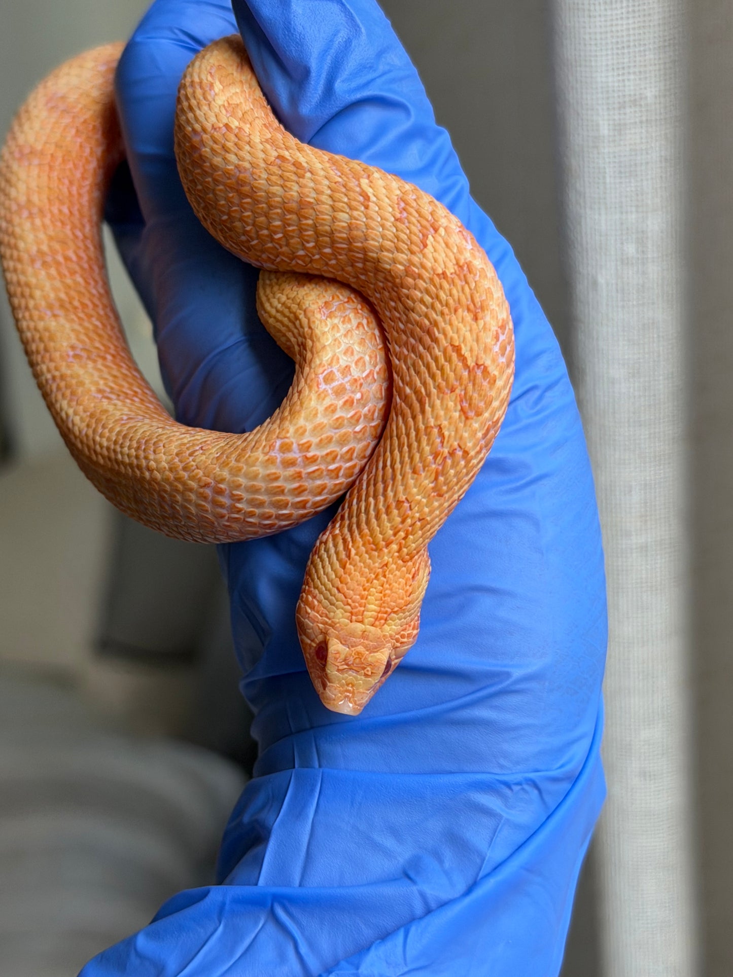 2025 太陽爆炸 ♀ (H25041)