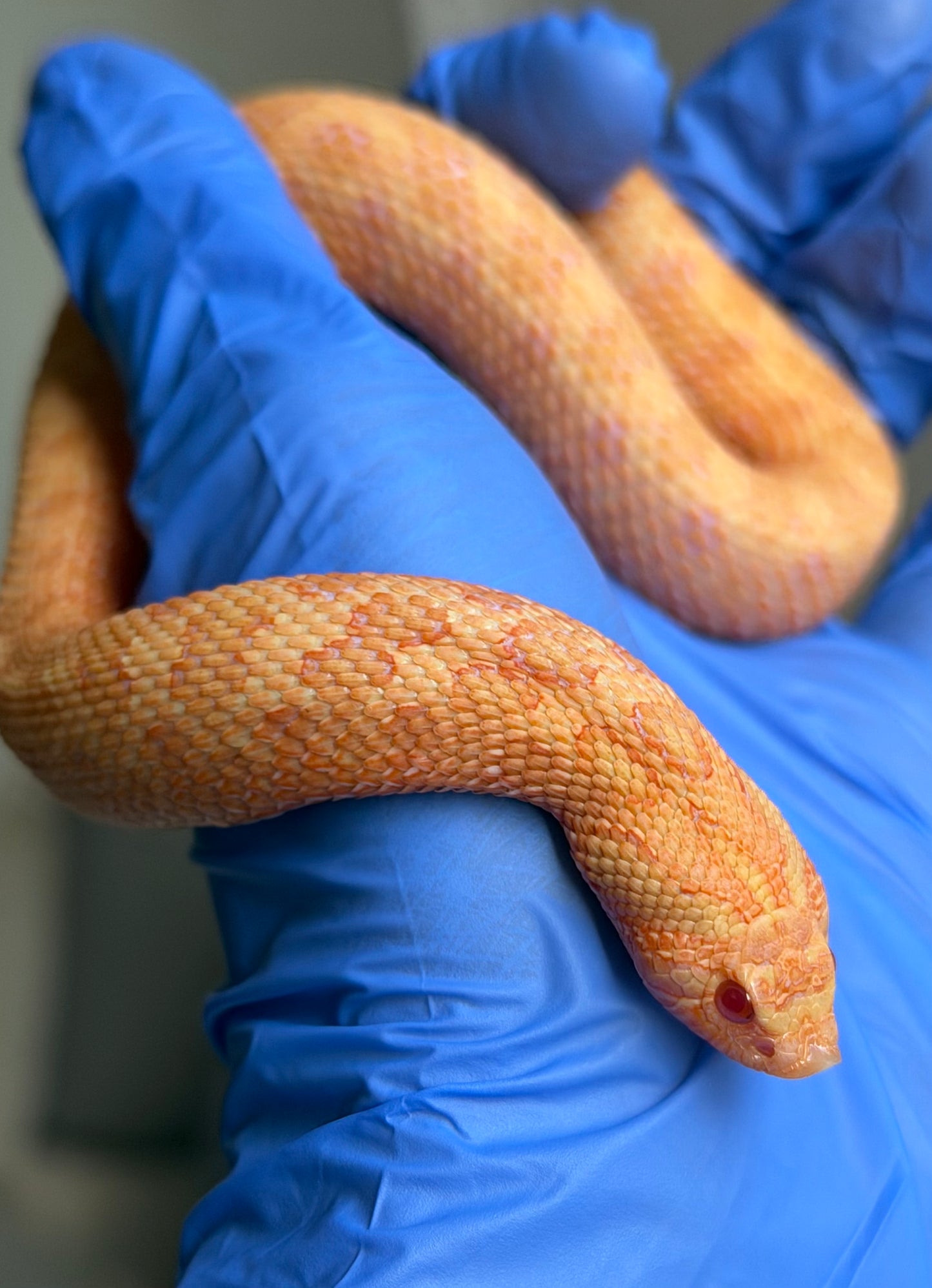 2025 太陽爆炸 ♀ (H25041)