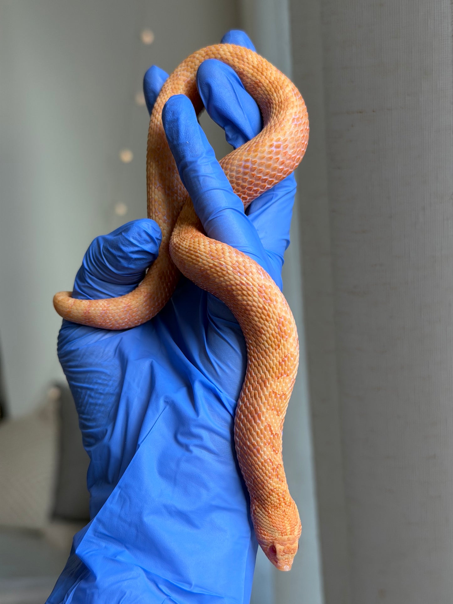 2025 太陽爆炸 ♀ (H25041)