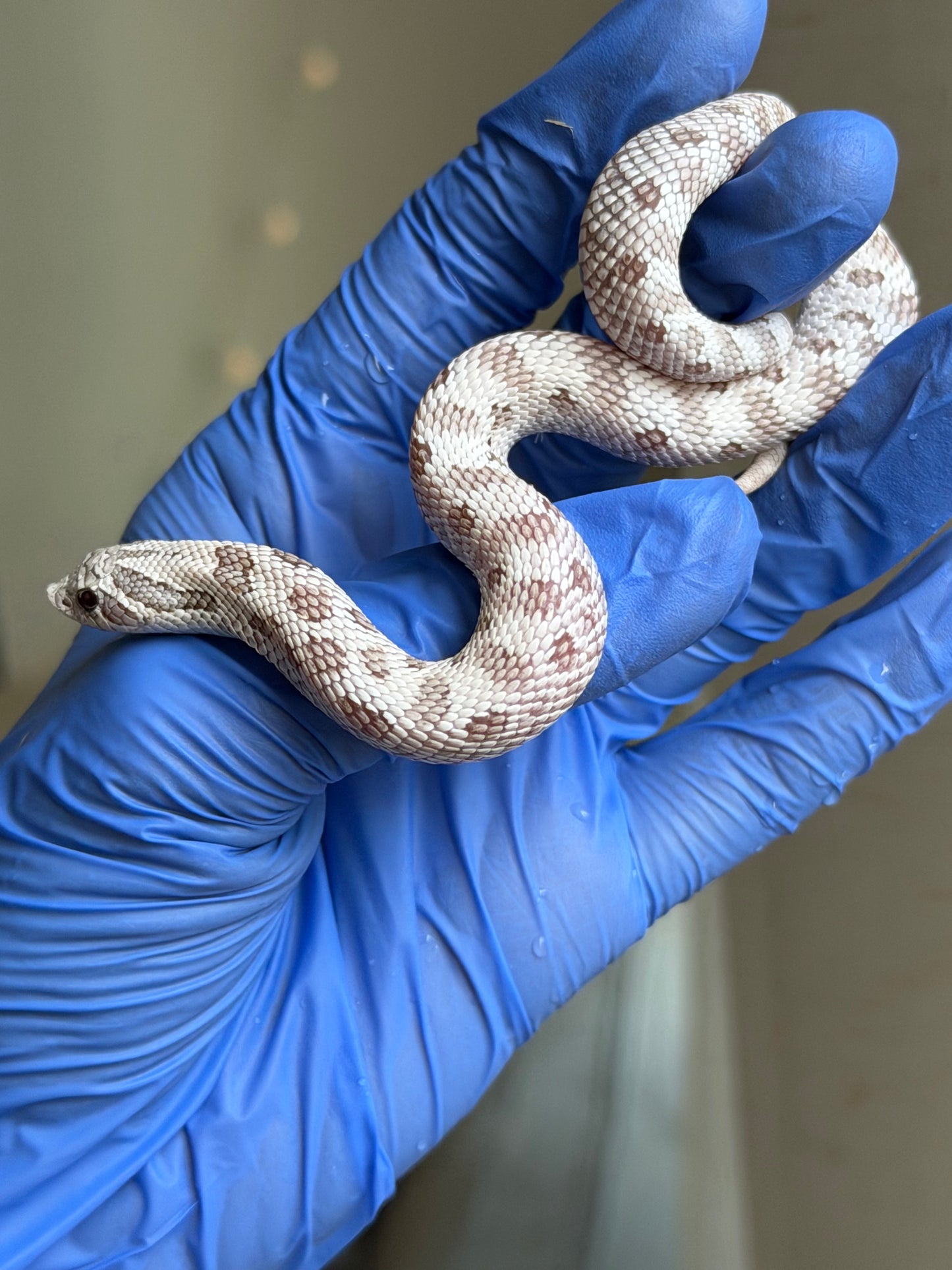 2025 北極毒藥康達 ♀ (H25386)