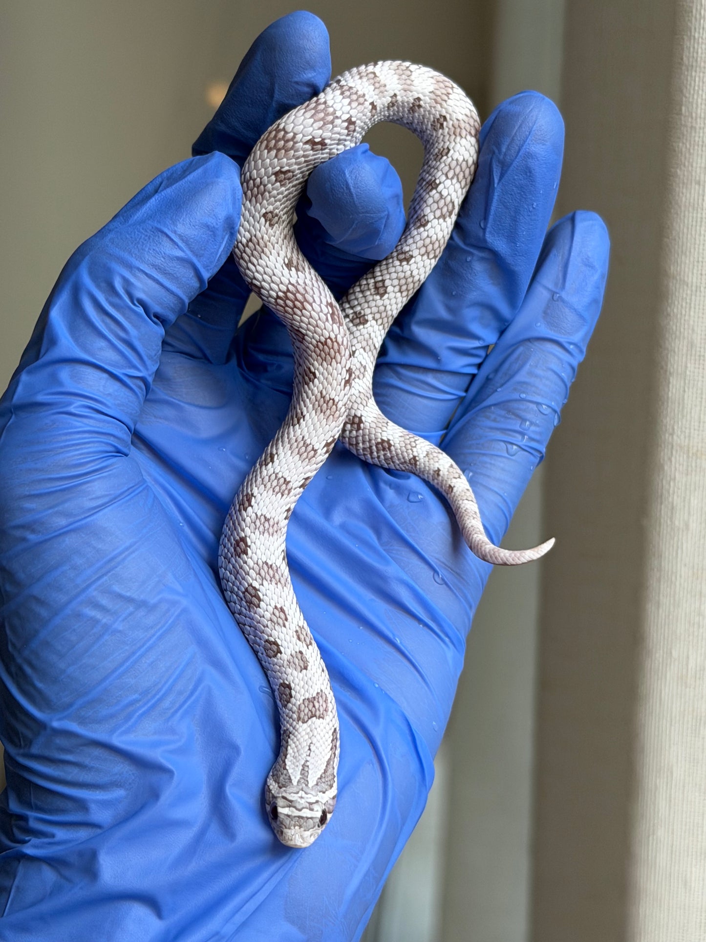 2025 北極毒藥康達 ♀ (H25386)