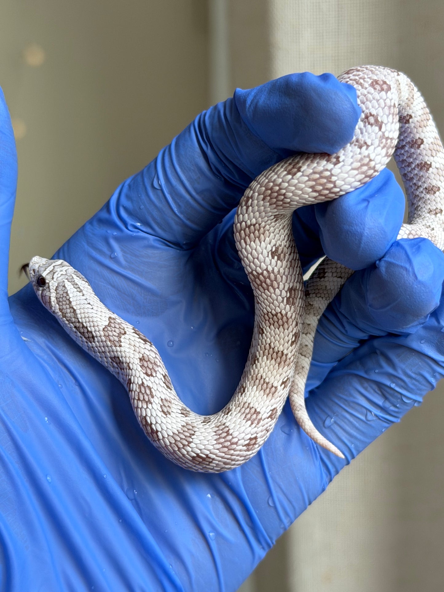 2025 北極毒藥康達 ♀ (H25386)