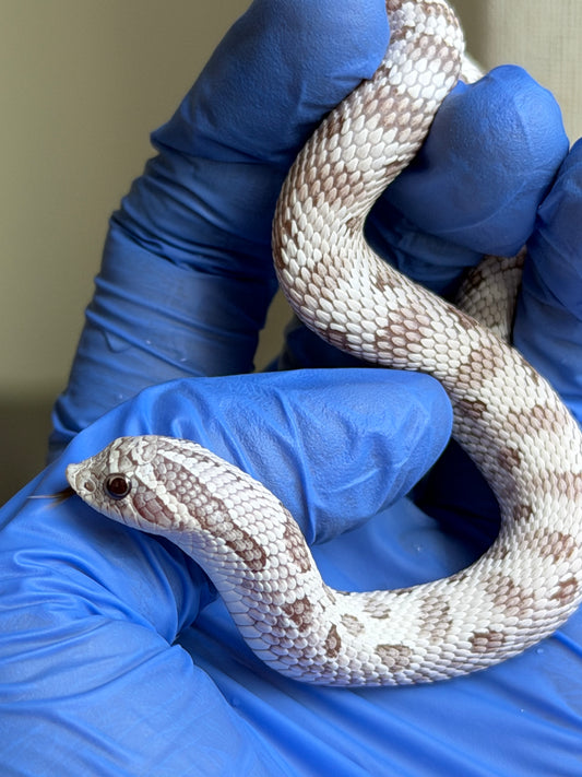 2025 北極毒藥康達 ♀ (H25386)