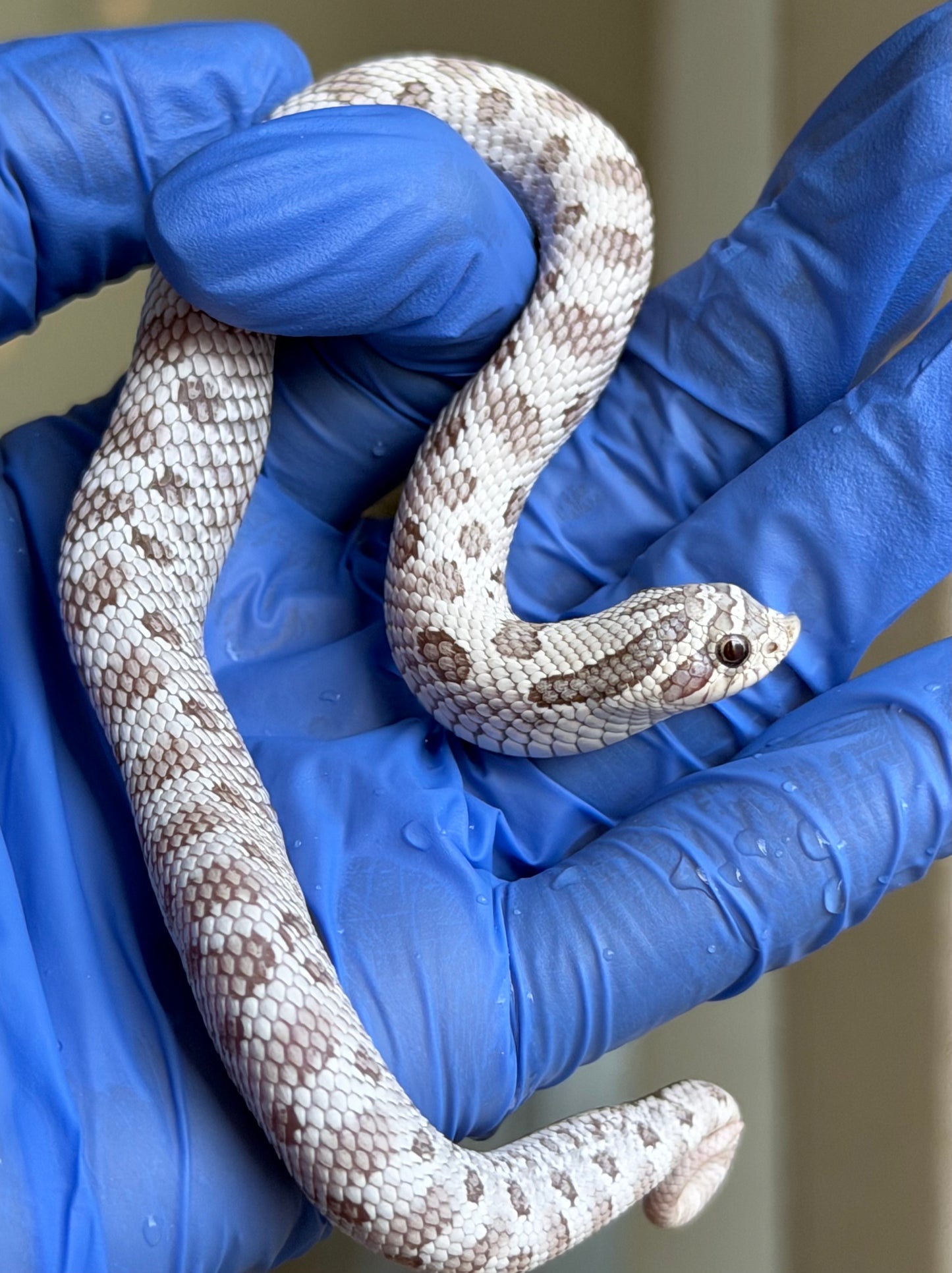 2025 北極毒藥康達 ♀ (H25386)