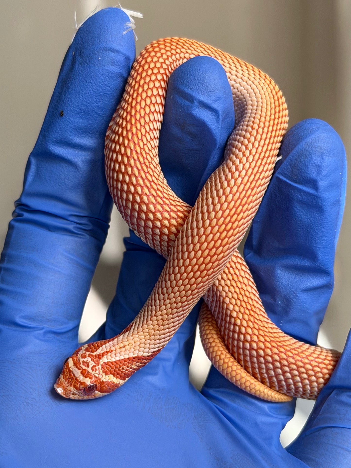 2025 極端紅白化超級康達 ♂ (H25382)