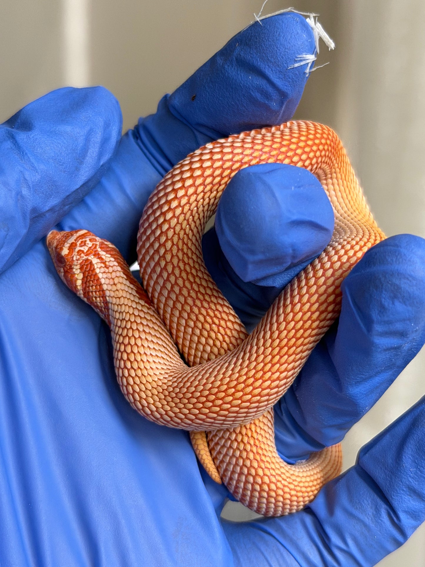 2025 極端紅白化超級康達 ♂ (H25382)