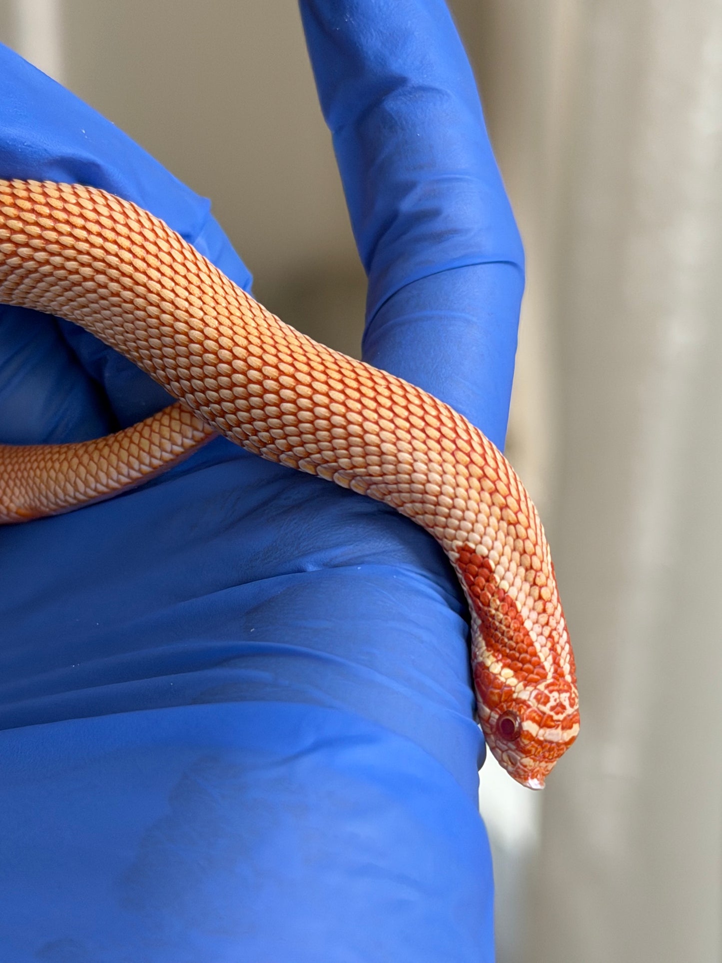 2025 極端紅白化超級康達 ♂ (H25382)