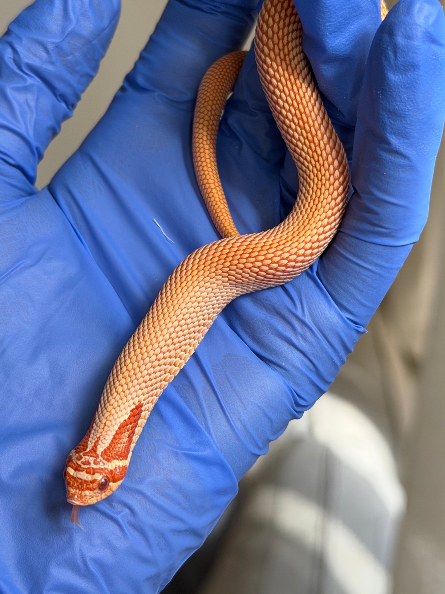 2025 極端紅白化超級康達 ♂ (H25382)