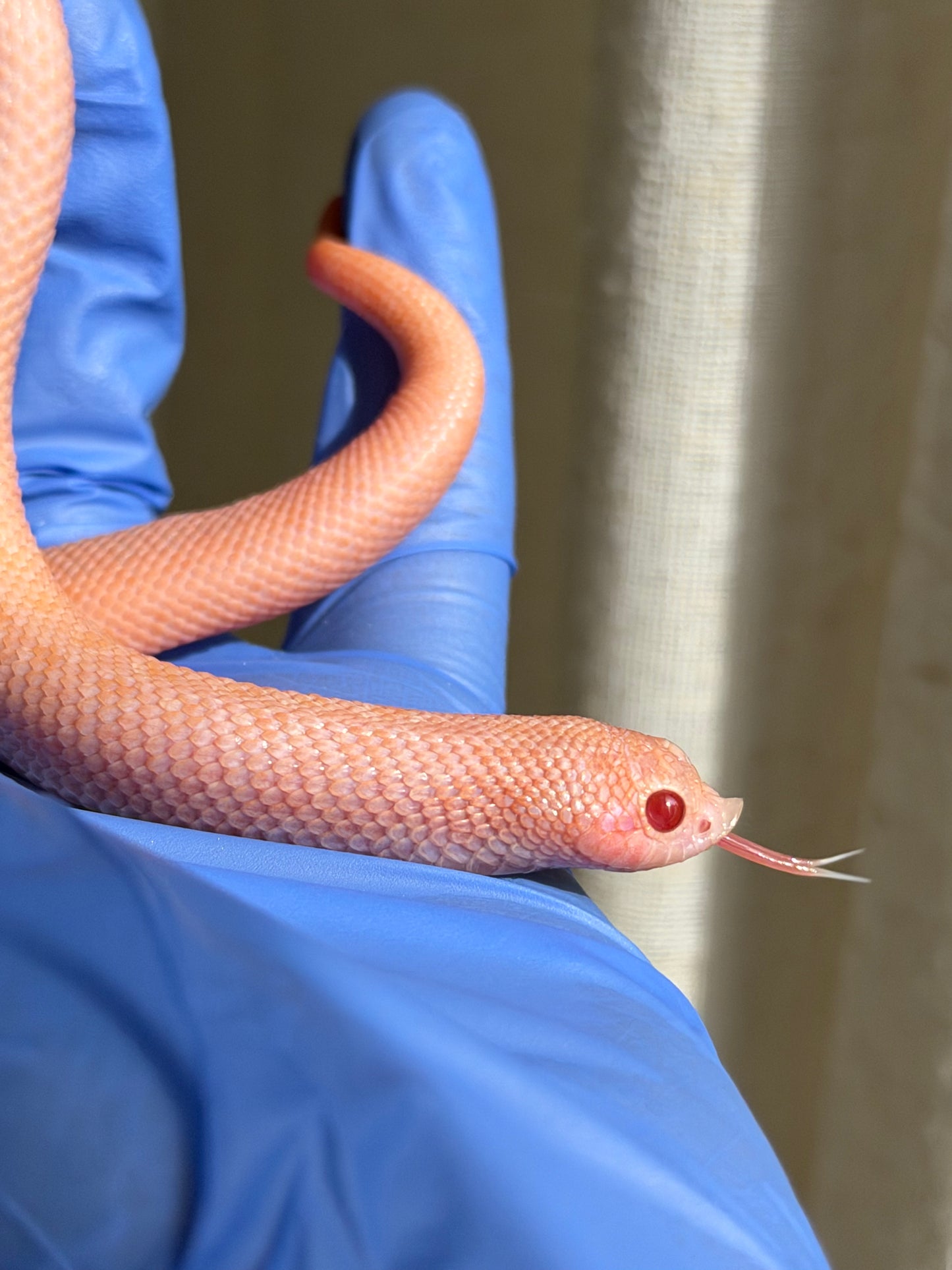 2025 超級北極太陽爆炸 ♀ (H25212)