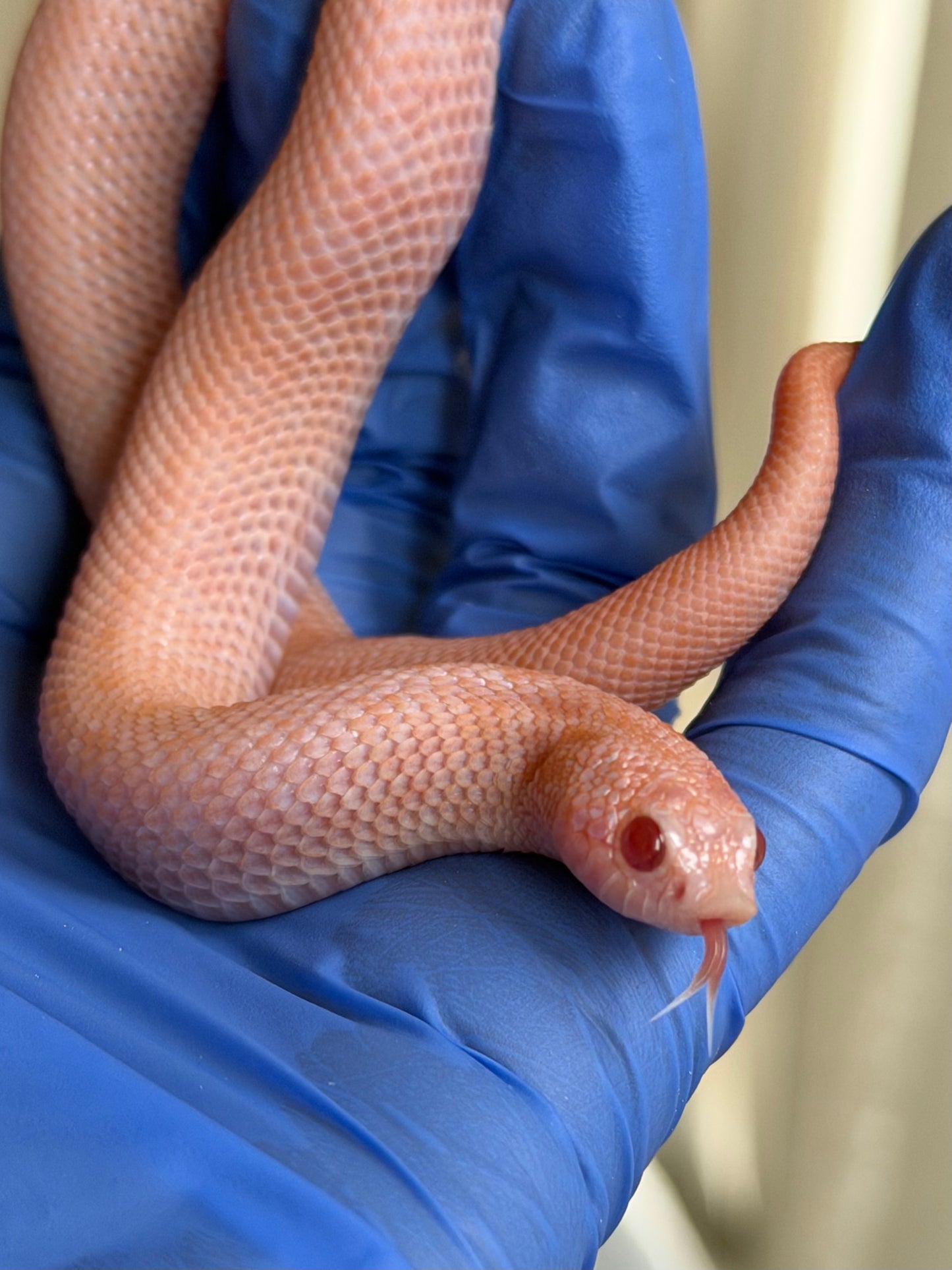 2025 超級北極太陽爆炸 ♀ (H25212)